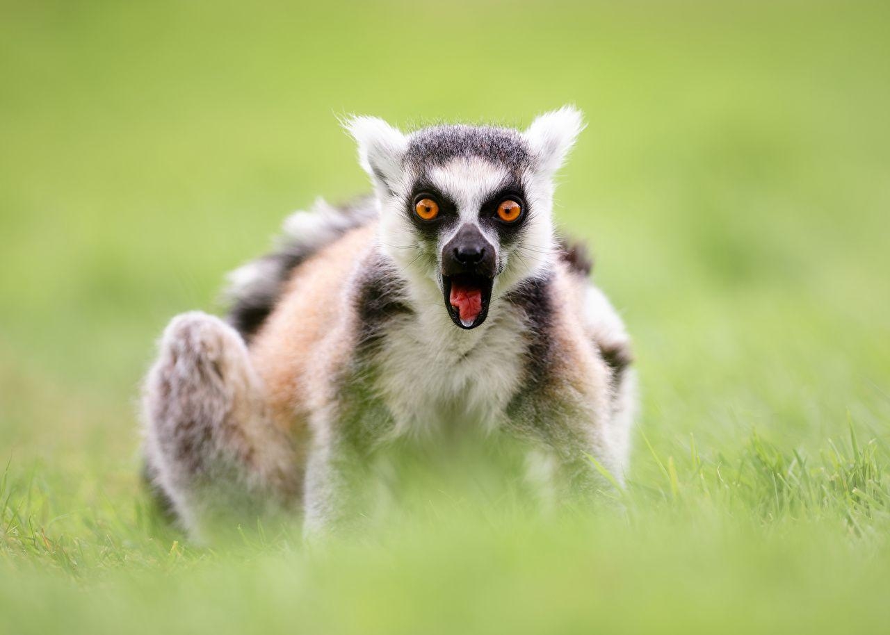 1280x920 Wallpaper Lemurs Surprise Emotion Ring Tailed Lemur Glance Animals, Desktop