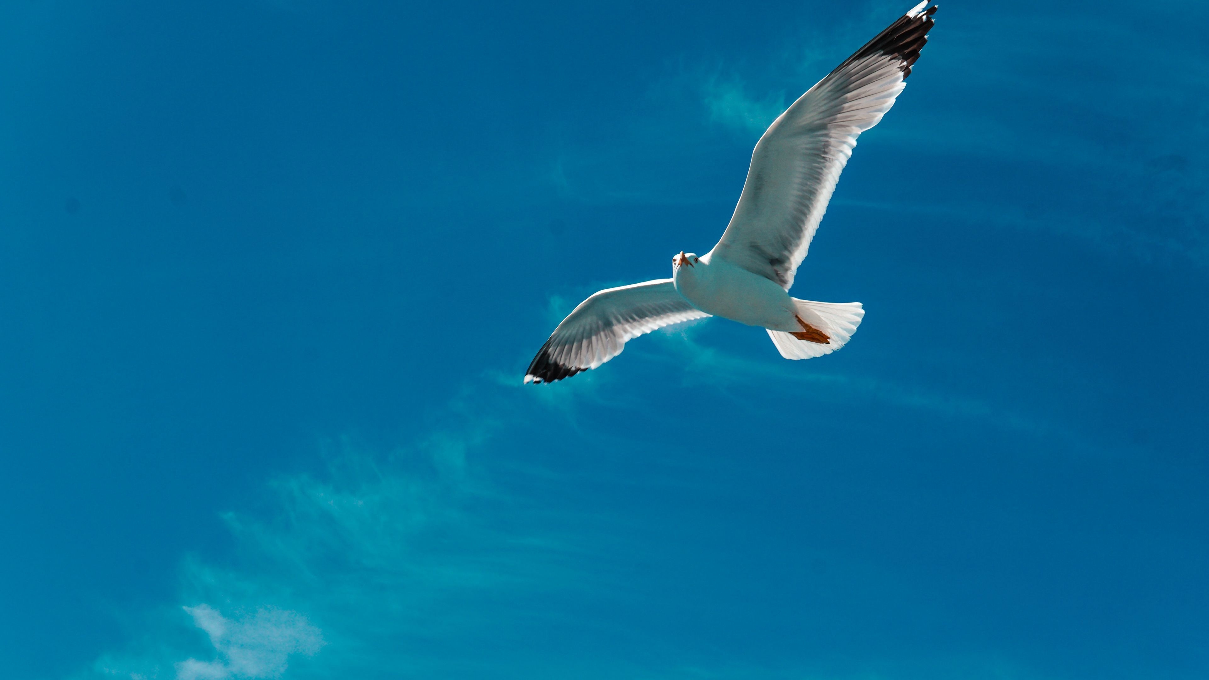 3840x2160 Seagull HD Wallpaper & Background, Desktop