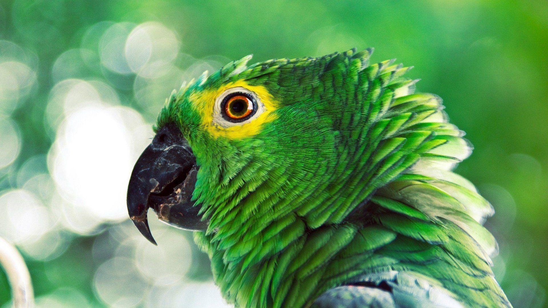 1920x1080 Splash of Parrot wallpaper Wallpaper HD Wallpaper. HD Wallpaper, Desktop