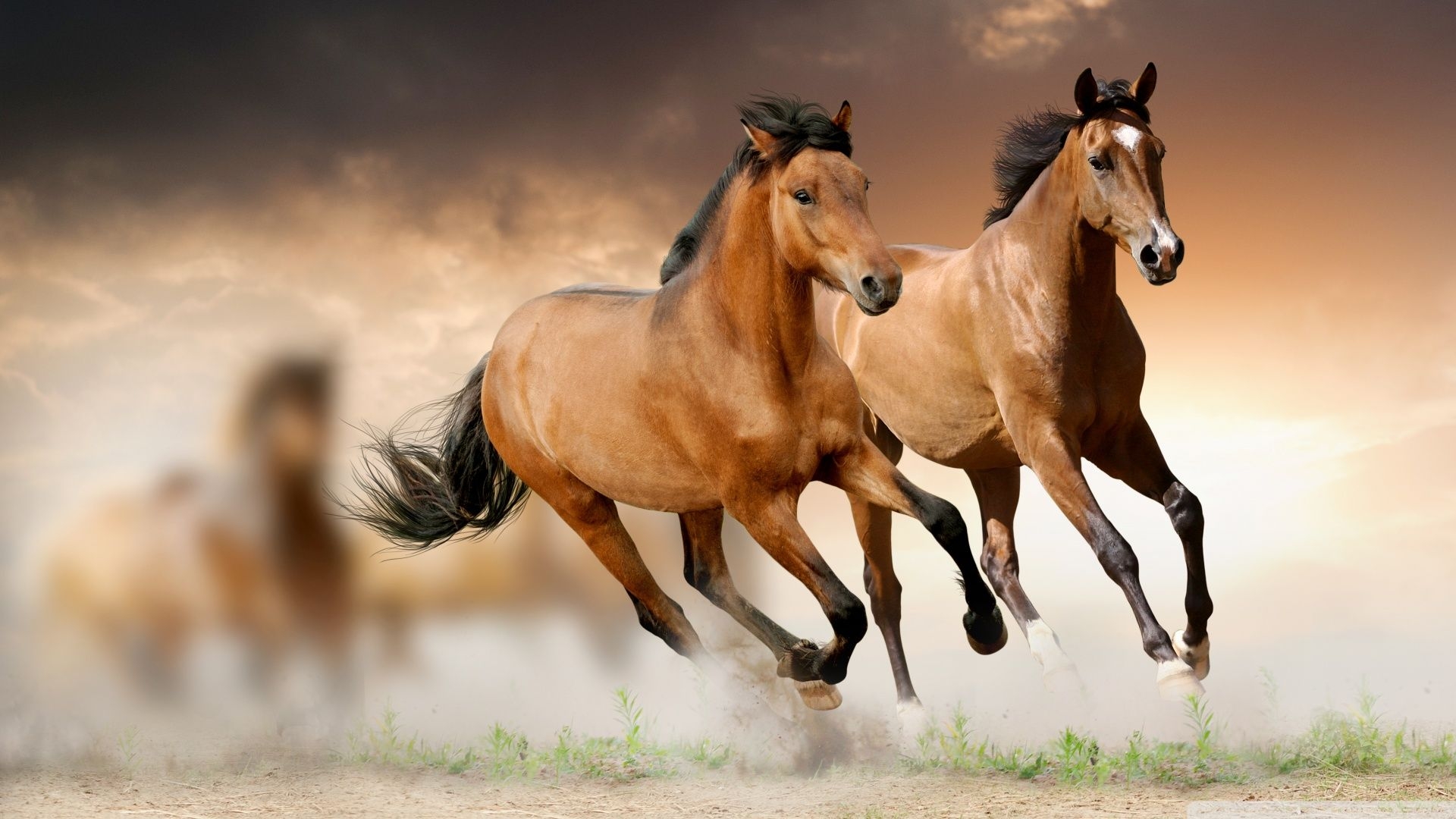 1920x1080 Horse Wallpaper, Brown Horse Wallpaper, Desktop