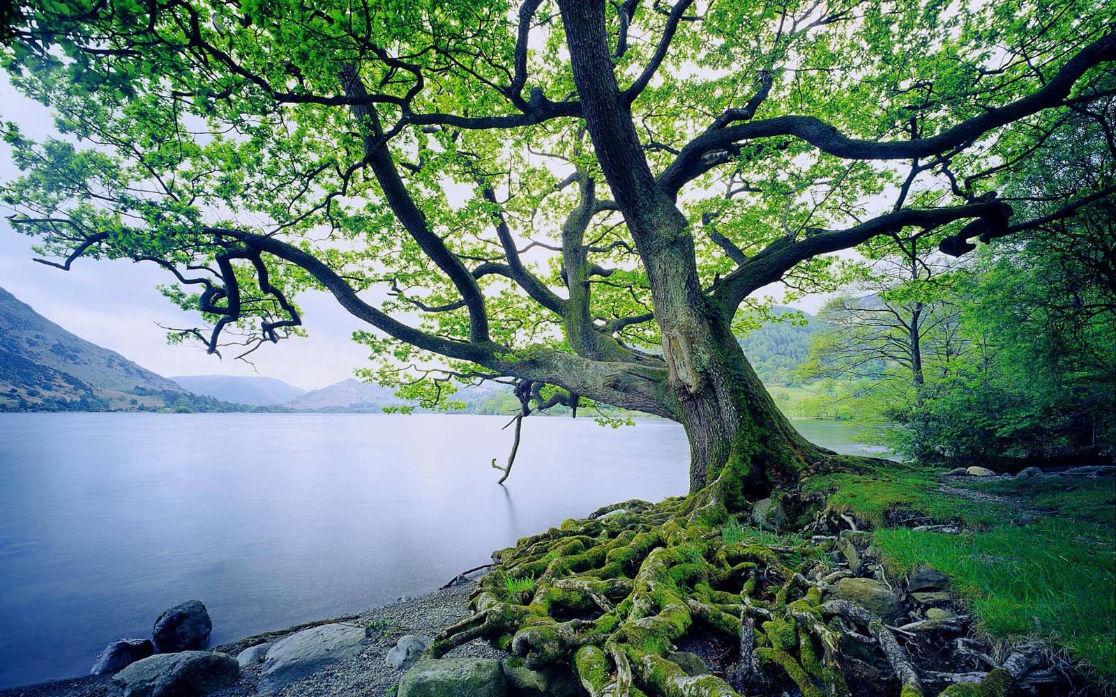 1600x1000 oak tree wallpaper, Desktop