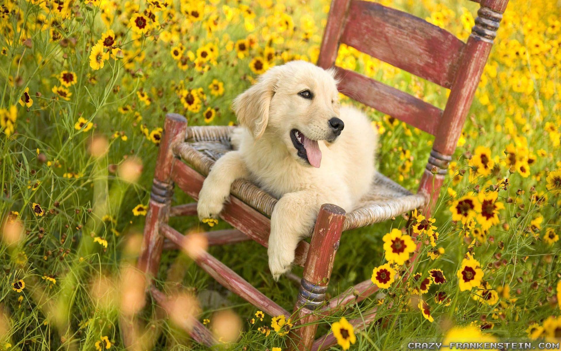 1920x1200 Springtime Dog Wallpaper Free Springtime Dog Background, Desktop