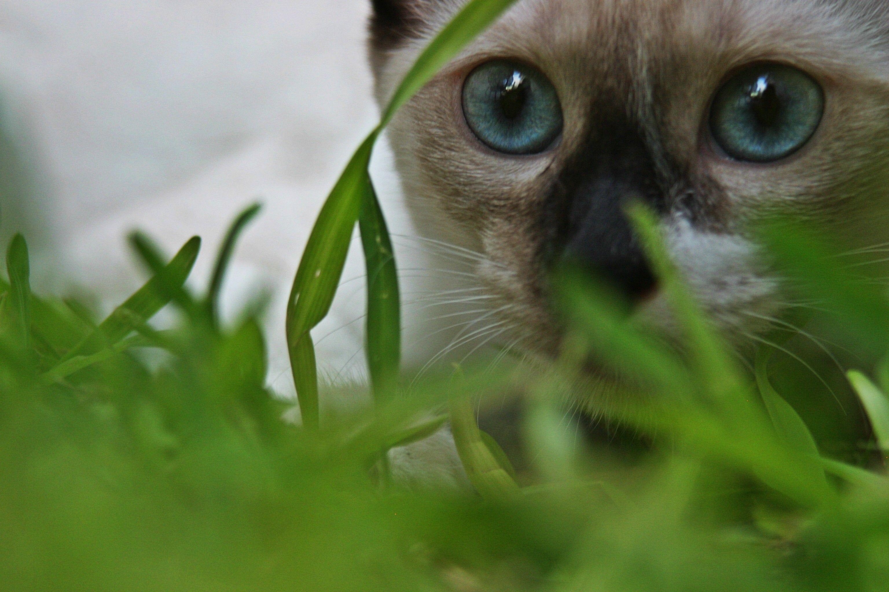 3080x2050 Siamese Cat Wallpaper. Siamese Cat Picture, Desktop