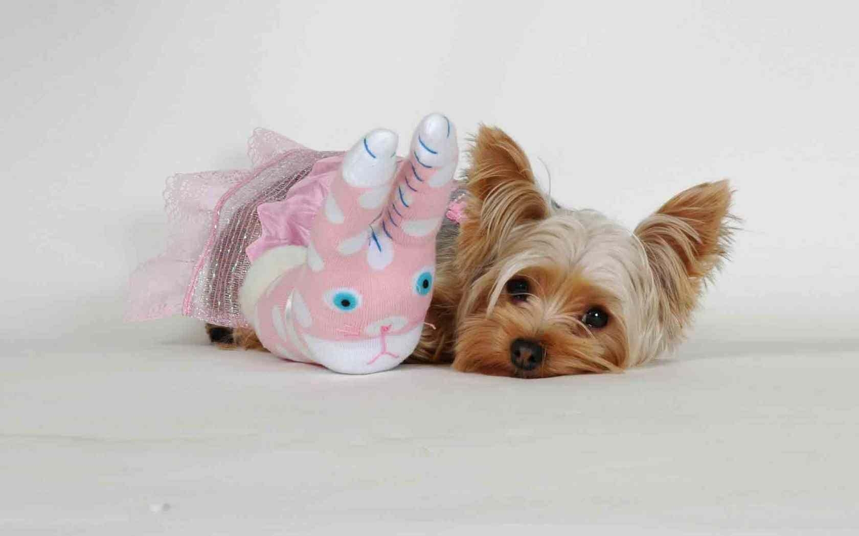 1680x1050 Yorkie Puppy Photo Wallpaper, Desktop