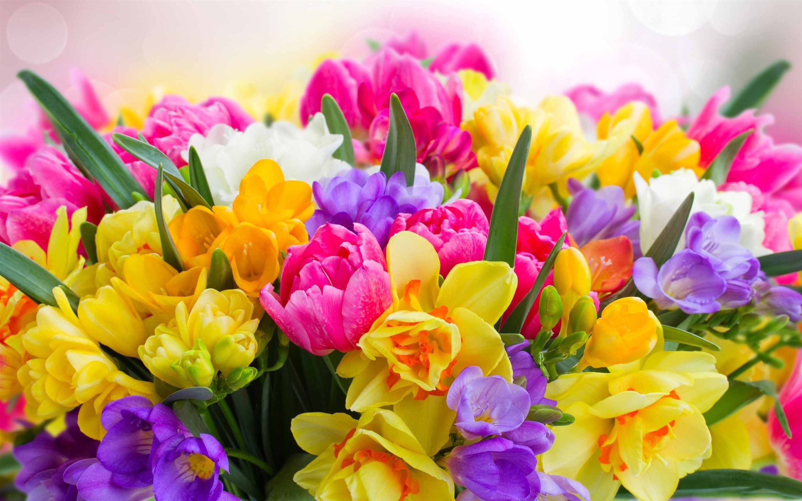 2560x1600 Beautiful Spring Flower MacBook Air Wallpaper Download, Desktop