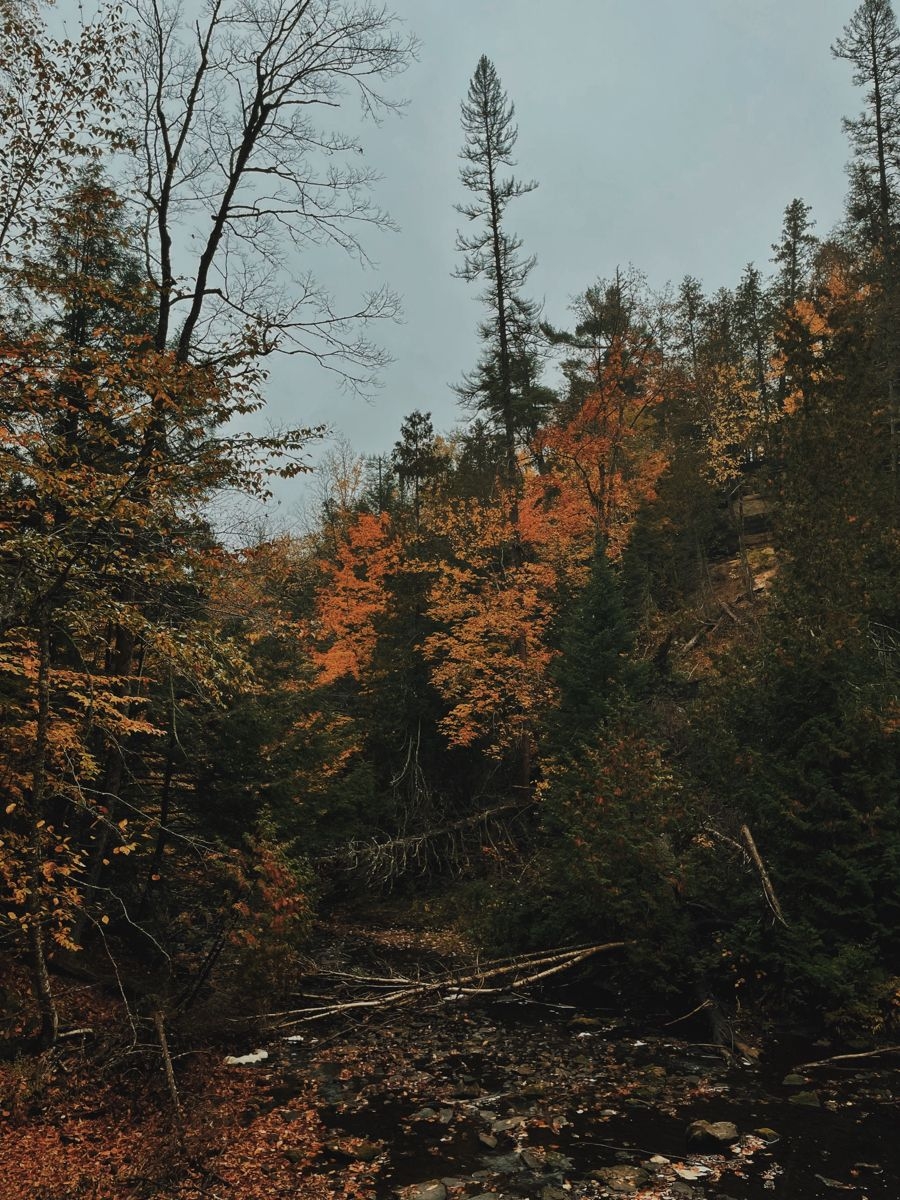 900x1200 fall pics aesthetic fall hiking dark fall aesthetic outdoors woods dark academia autumn picture vsco fall. Dark forest aesthetic, Fall picture, Autumn forest, Phone