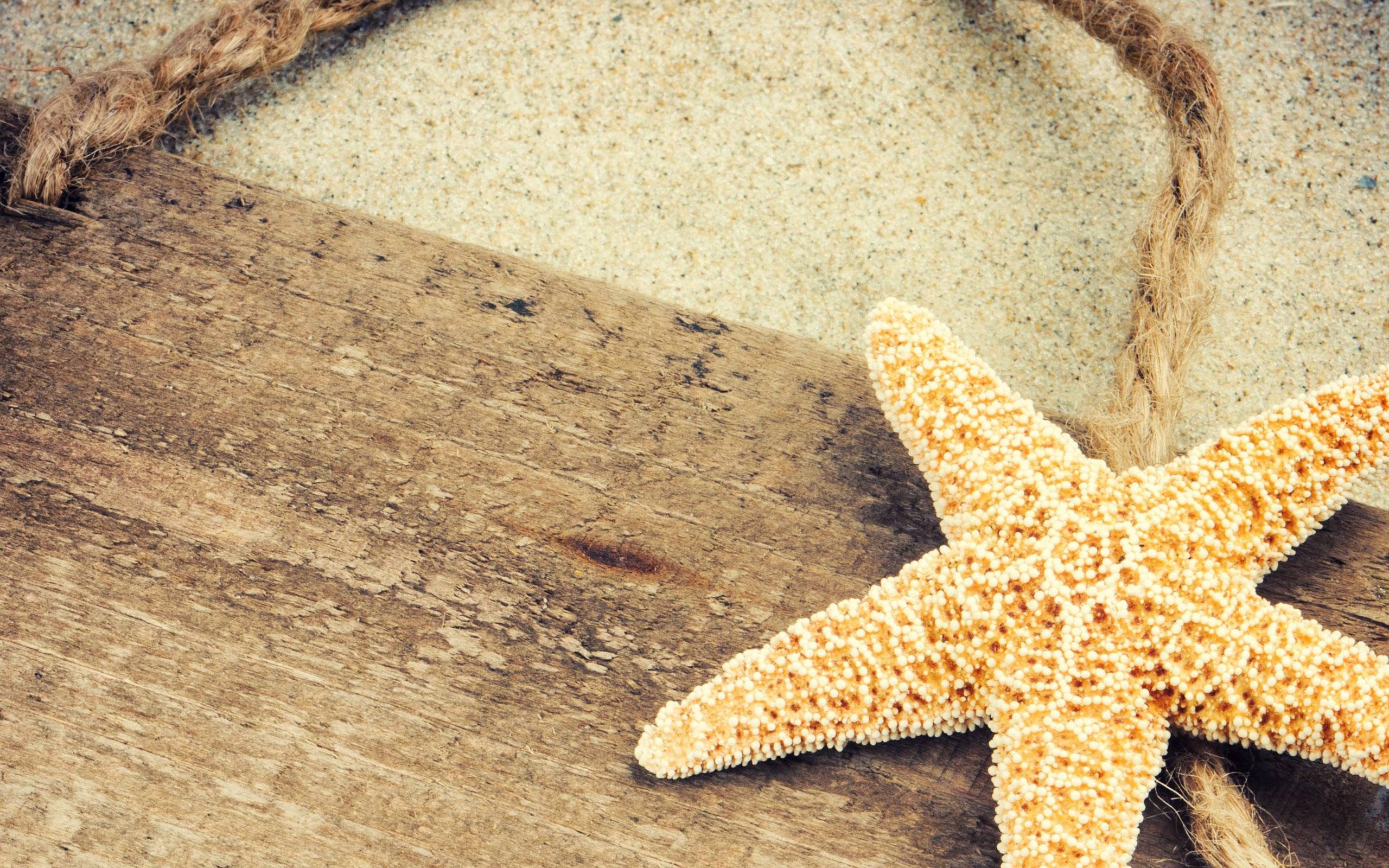 2560x1600 Starfish Wallpaper Full HD, Desktop