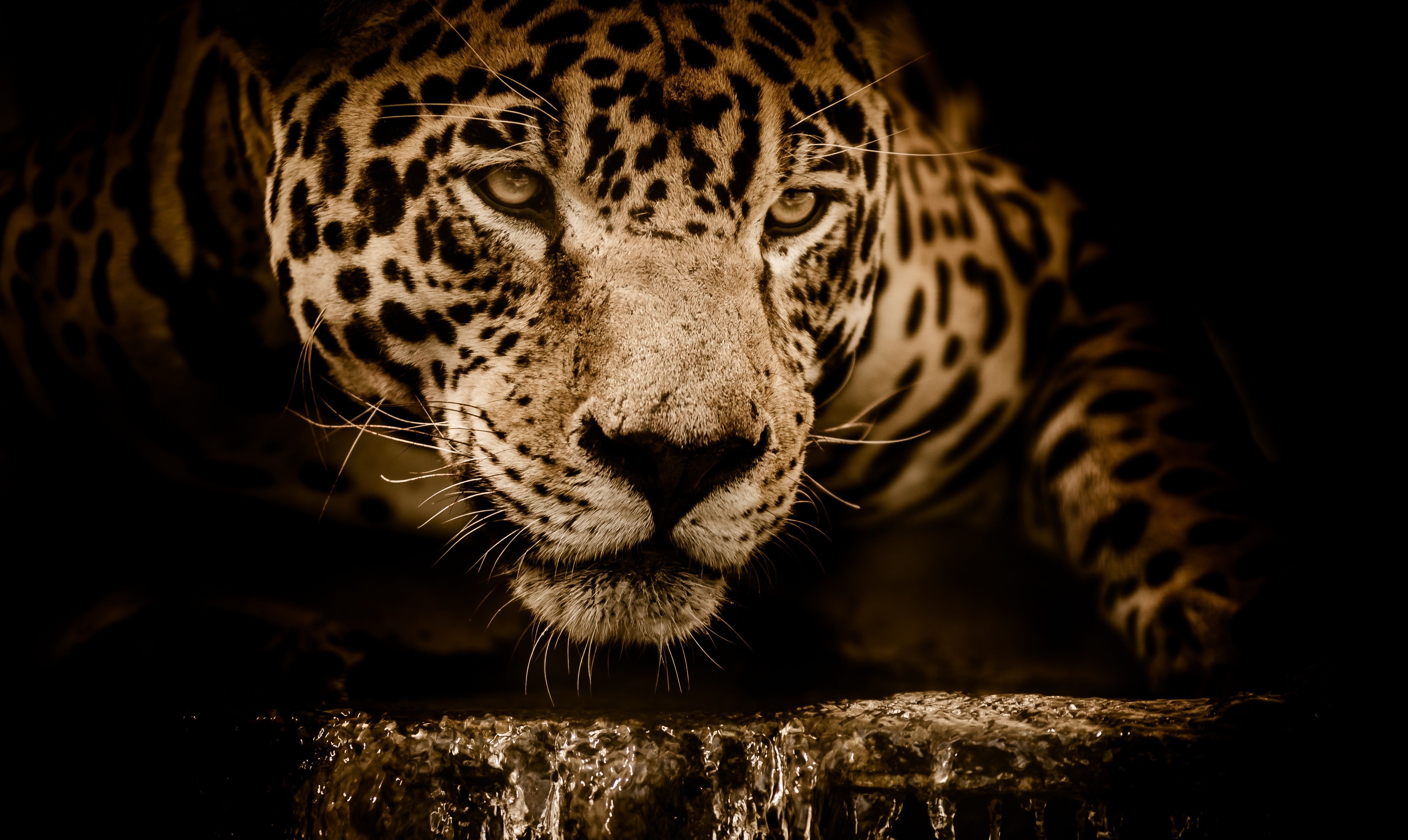 4930x2950 Jaguar Wallpaper Free Jaguar Background, Desktop