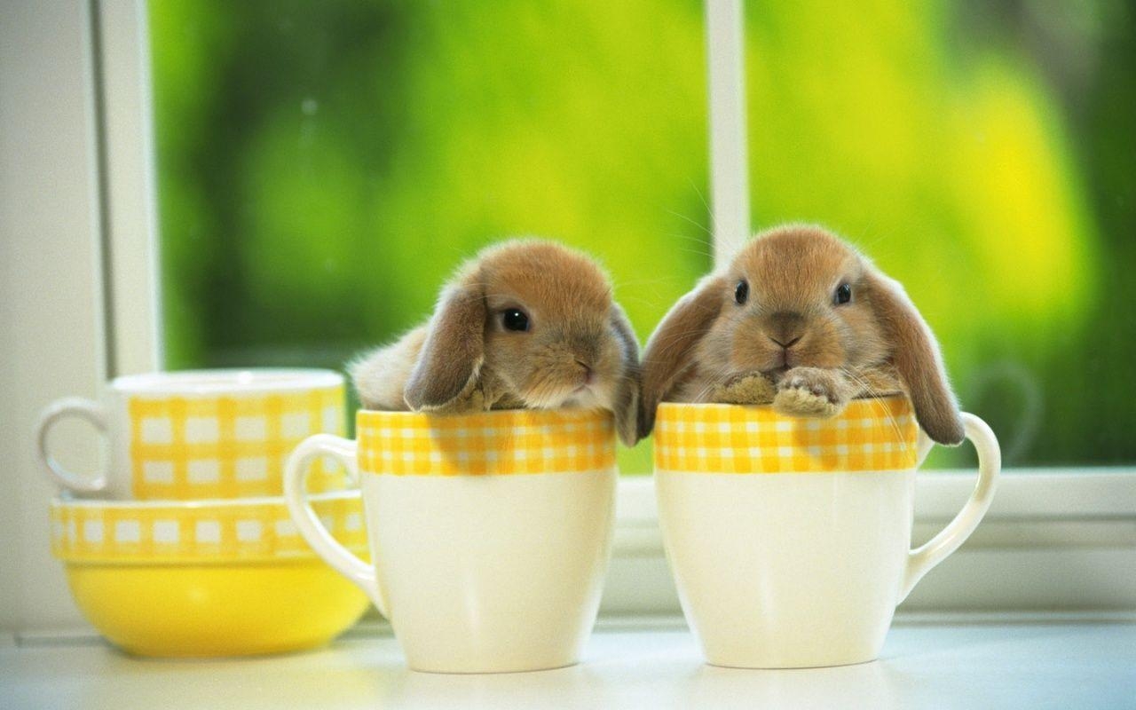 1280x800 Cute Baby Bunny Wallpaper HD Image 3 HD Wallpaper, Desktop