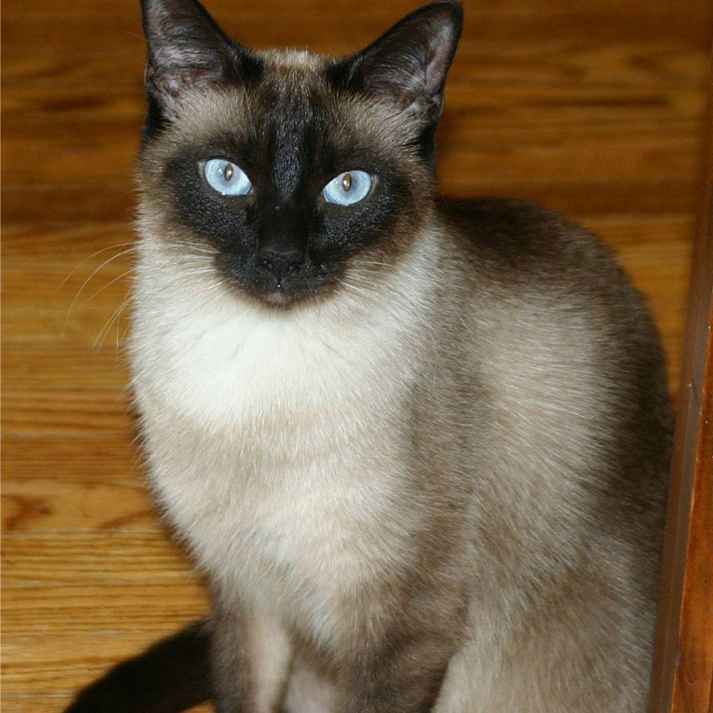 1030x1030 Cute Fluffy Siamese Kittens HD Siamese Mix Kittens, Phone