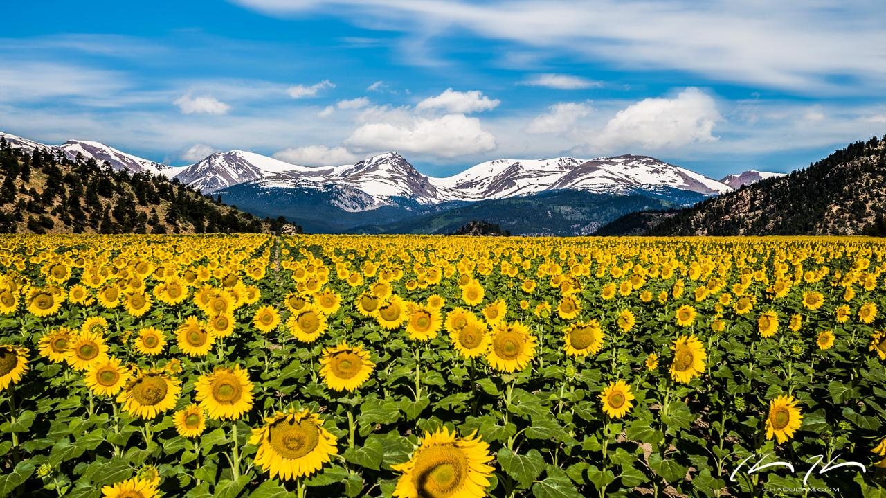 1280x720 Denver Colorado Sunflowers Wallpaper Chad Ulam Photography, Desktop