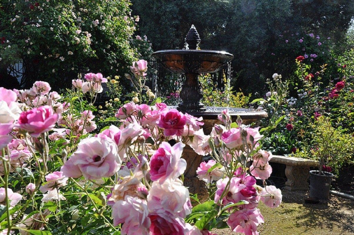 1210x800 Flowers: Fountain Rose Garden Flowers Roses Best Wallpaper for HD, Desktop