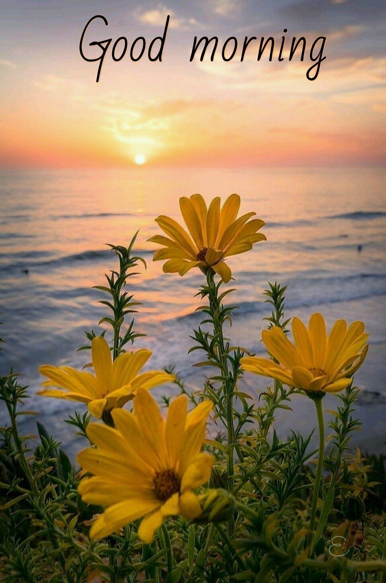 1360x2050 Good morning. Good Morning quotes. Flowers, Beautiful, Beautiful, Phone