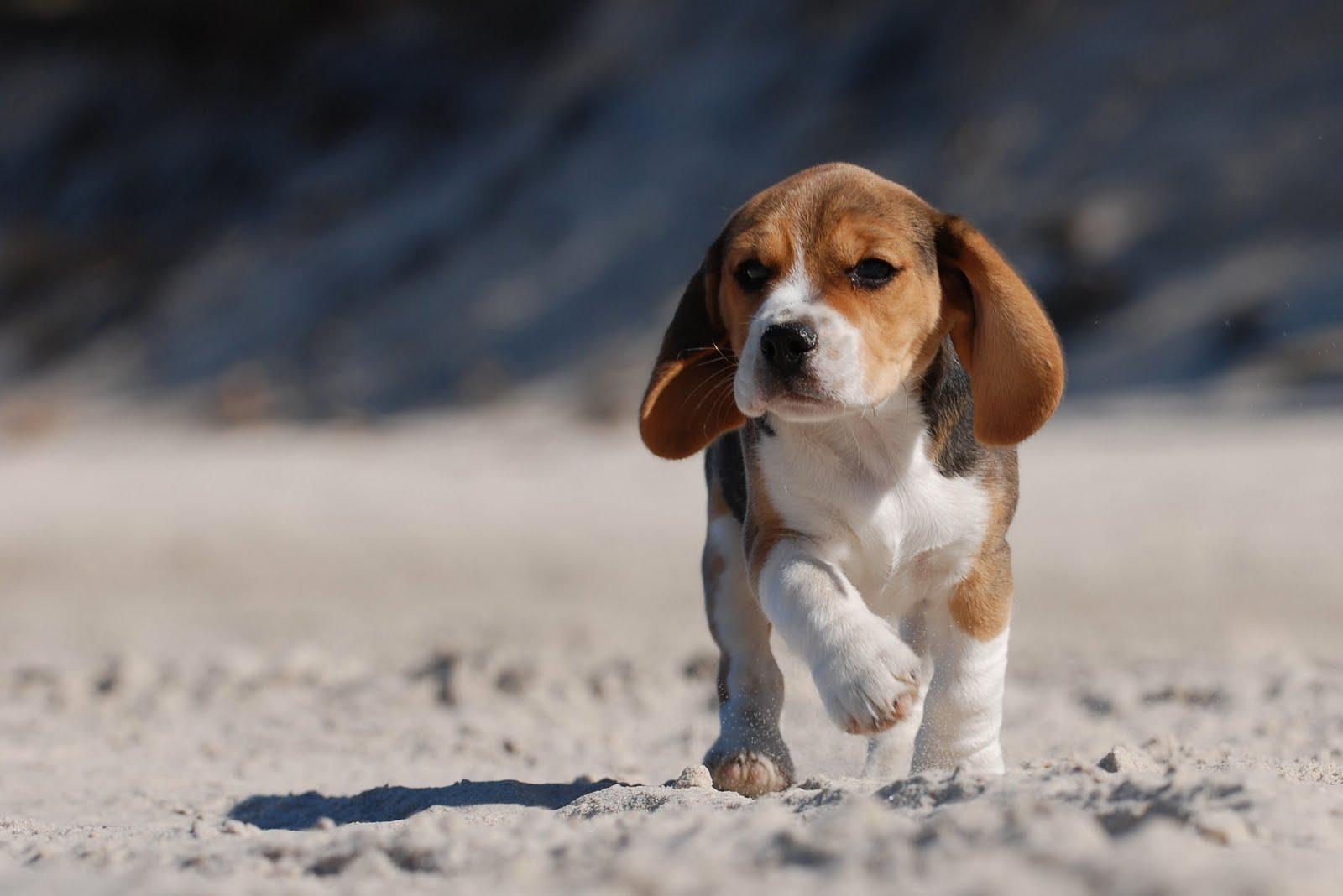1600x1070 Puppy cute baby animal dog wallpaper free download photo, Desktop