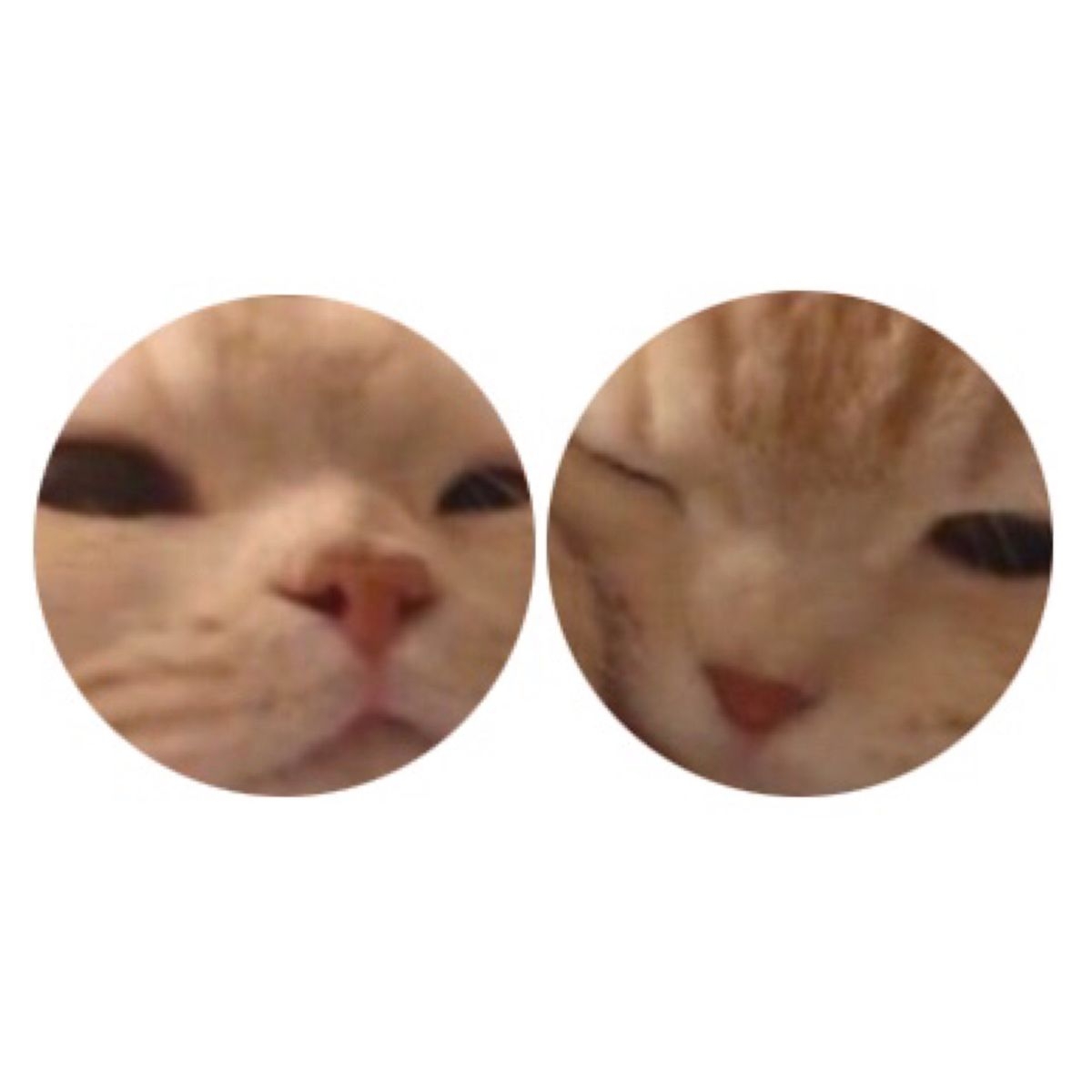 1200x1200 matching cat pfp. Matching cat pfp friends, Cute profile picture, Cartoon profile pics, Phone