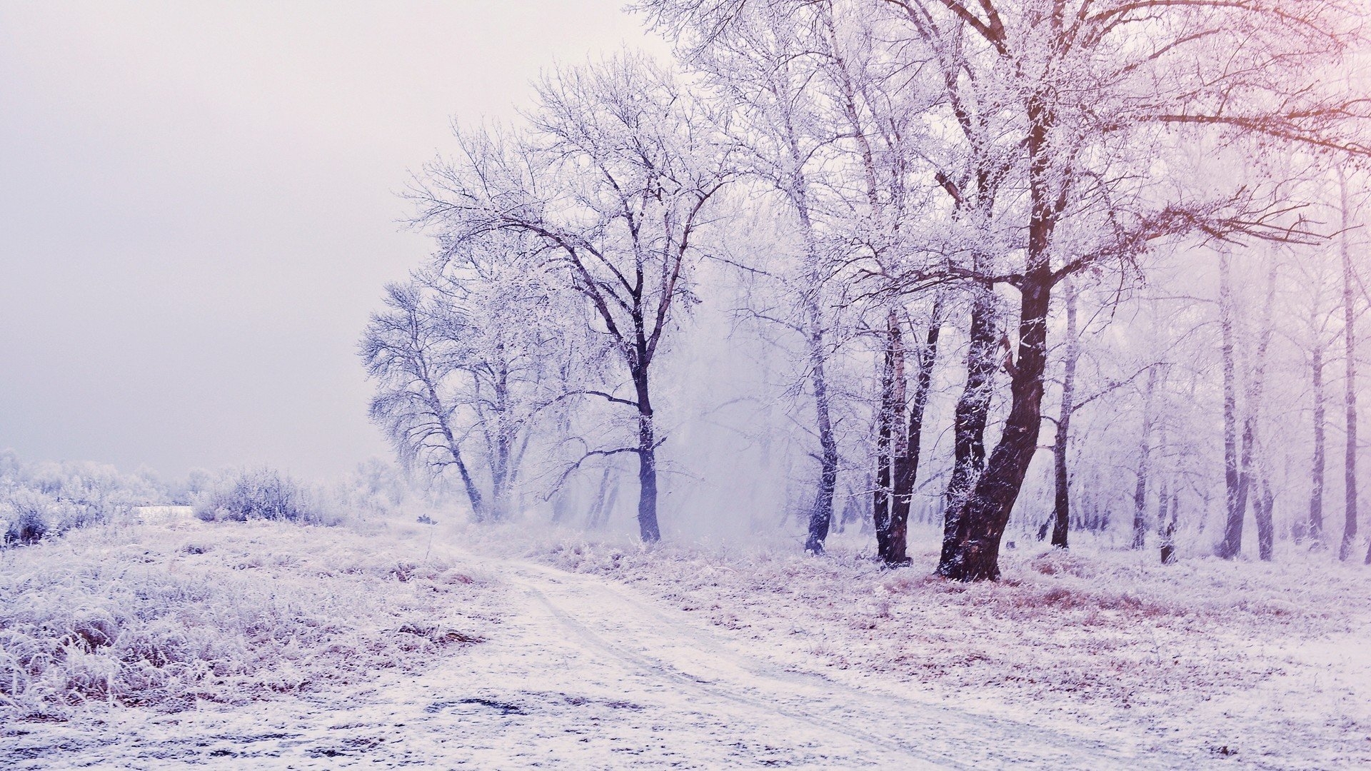 1920x1080 Pretty Winter Forest & Path desktop PC and Mac wallpaper, Desktop