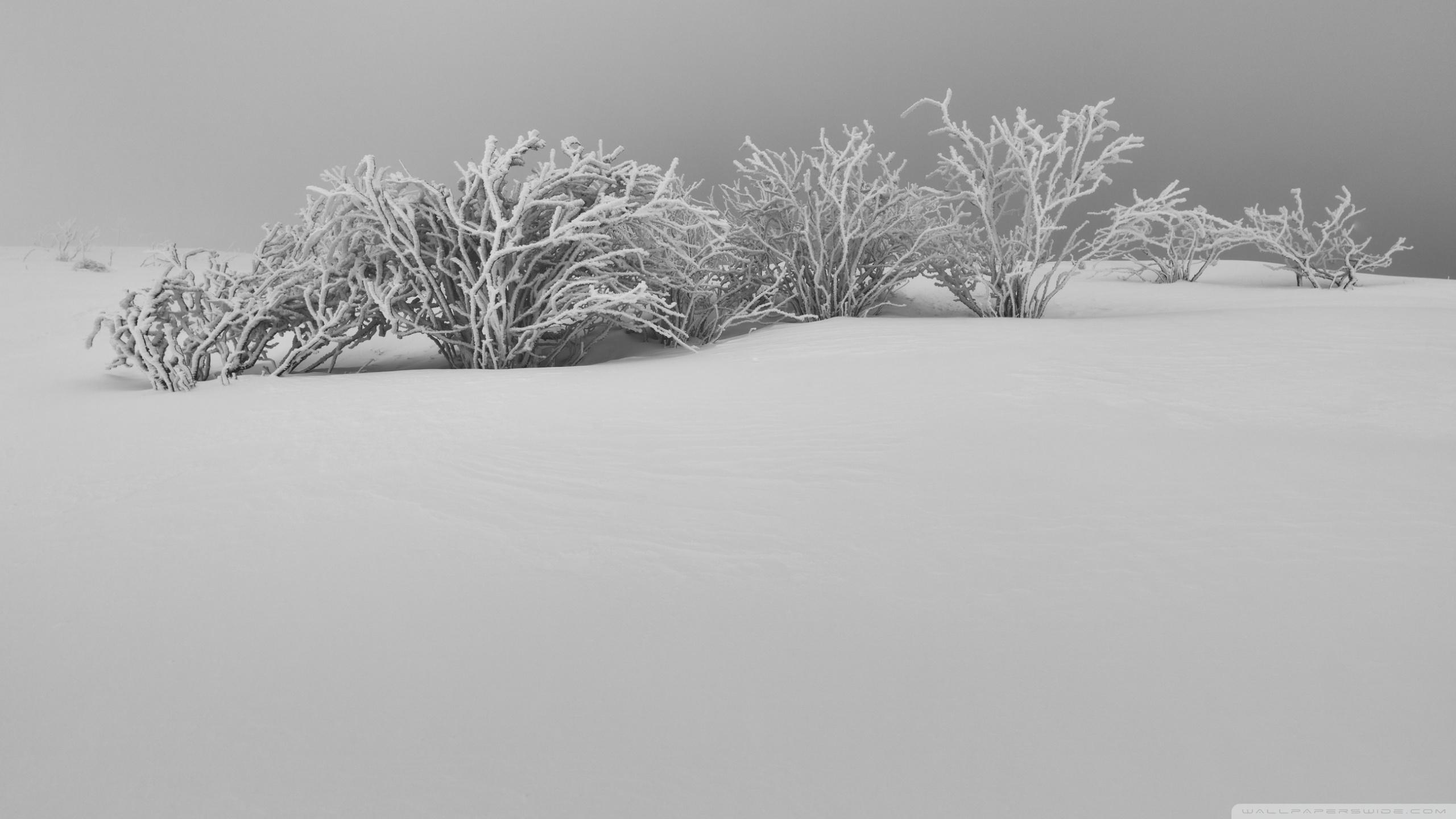 2560x1440 Winter White Snow Aesthetic Black and White Ultra HD Desktop, Desktop