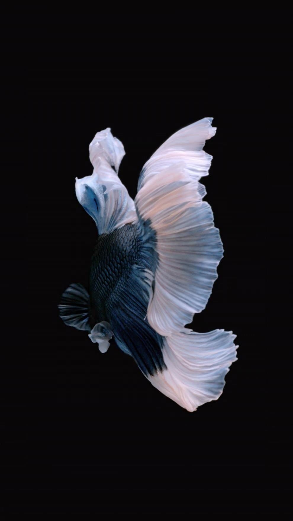 990x1760 How to Get Apple's Live Fish Wallpaper Back on Your iPhone in iOS, Phone