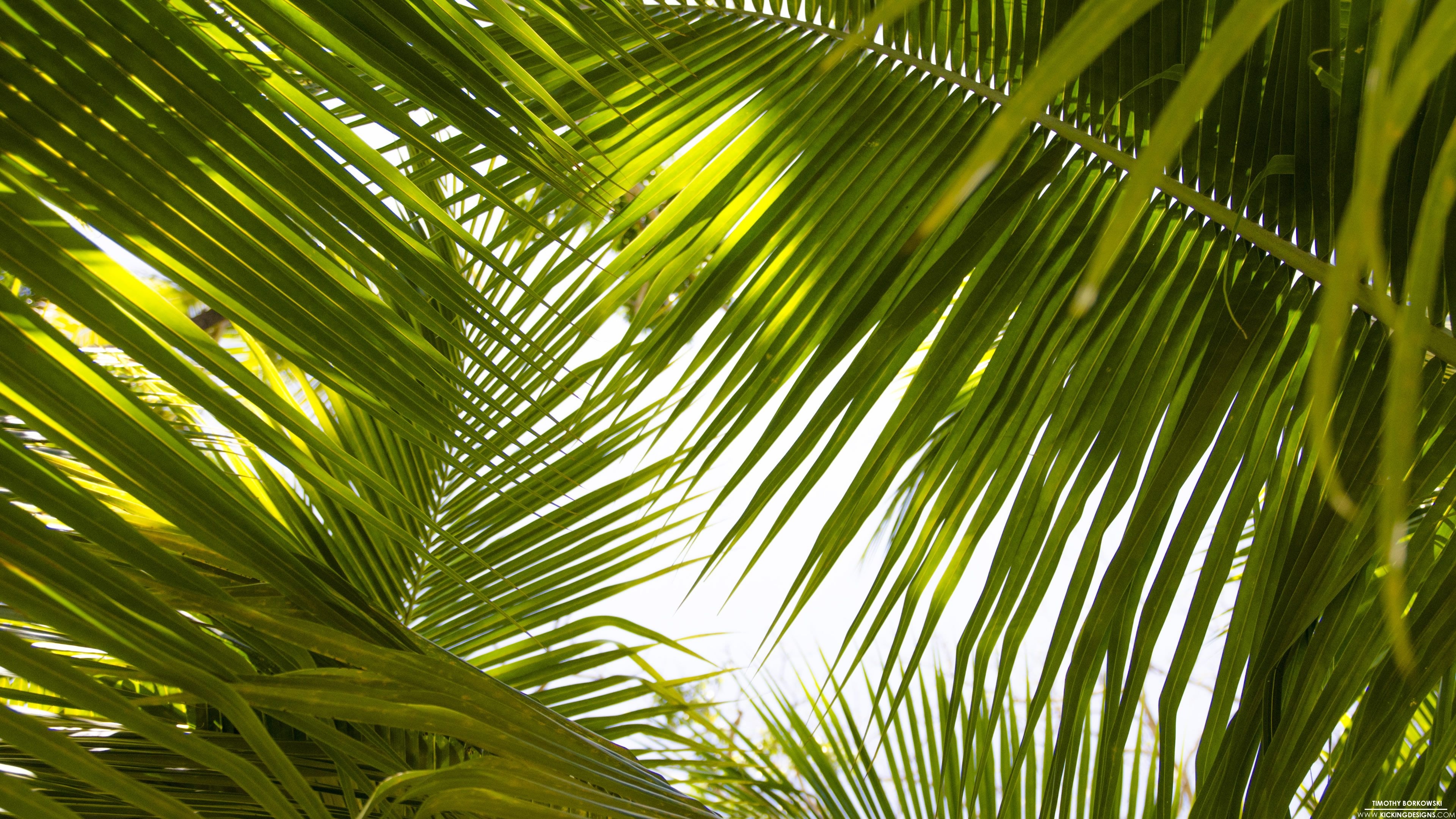 3840x2160 Tropical Leaves 9 17 2015 Wallpaper Background, Desktop