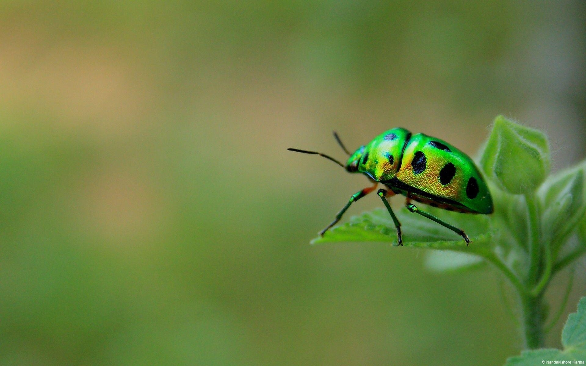 1920x1200 Nature insects leaves beetles 1920x insects, leaves, Desktop