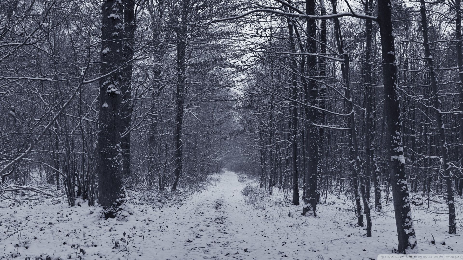 1920x1080 Winter Forest Road Wallpaper, Desktop