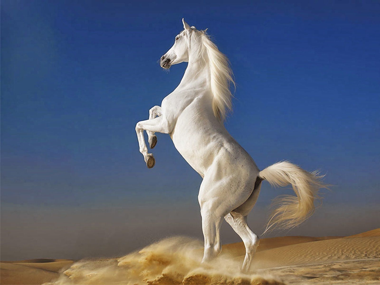 1600x1200 Beautiful Wallpaper Picture Of Horses, Desktop