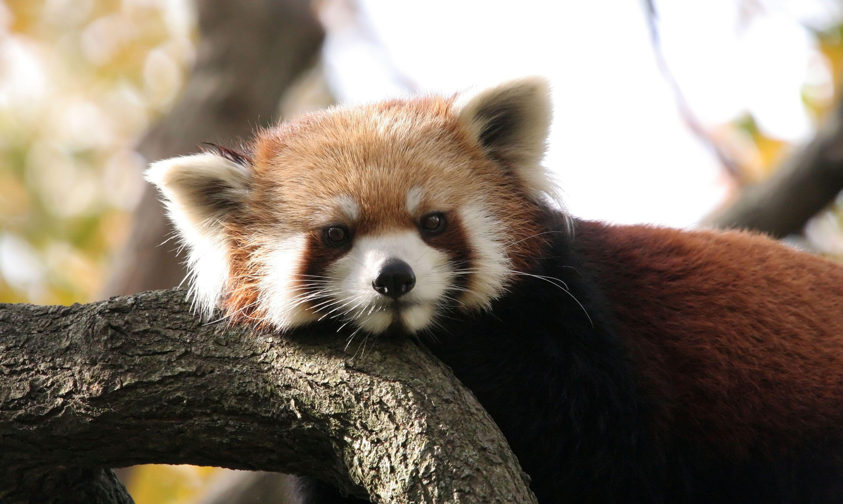 3460x2070 Red Panda Wallpaper, Desktop