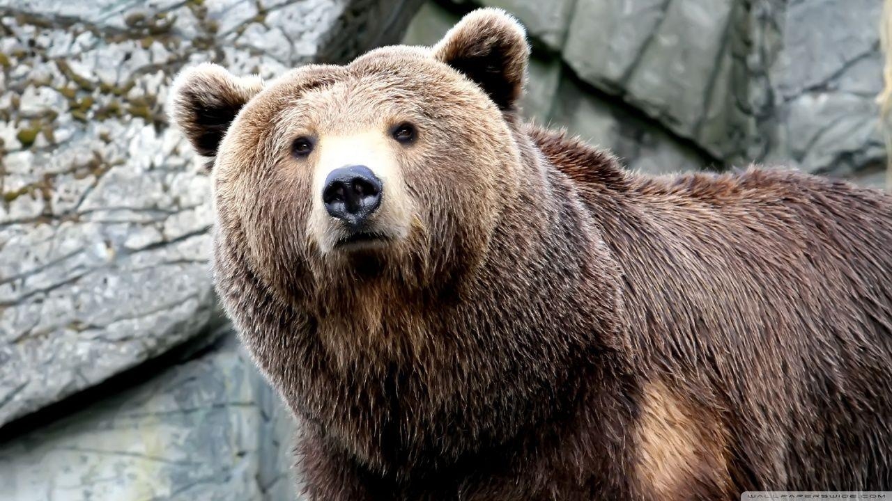 1280x720 Grizzly Bear 1 HD desktop wallpaper, Widescreen, High Definition, Desktop