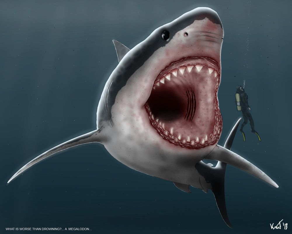 1000x800 Megalodon and Picture, Desktop