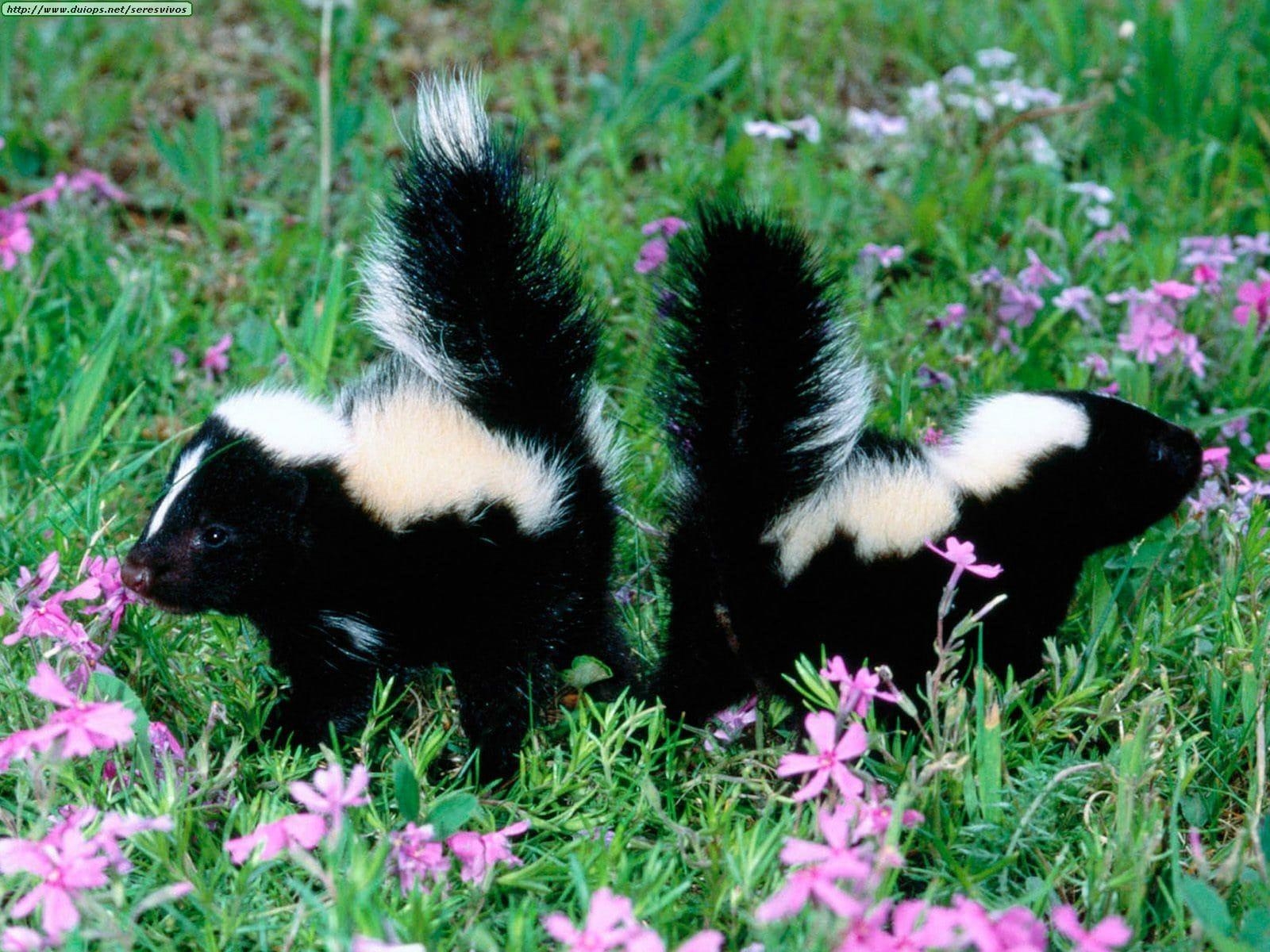 1600x1200 Skunk Wallpaper Free Skunk Background, Desktop