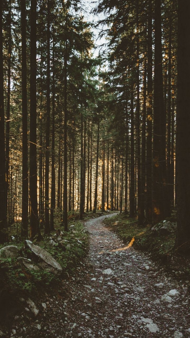 720x1280 Sunbeams, morning, forest, pathway, nature, 720×1280 wallpaper, Phone