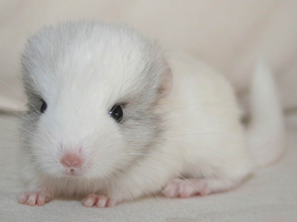 1030x770 Free Chinchilla Wallpaper download, Desktop