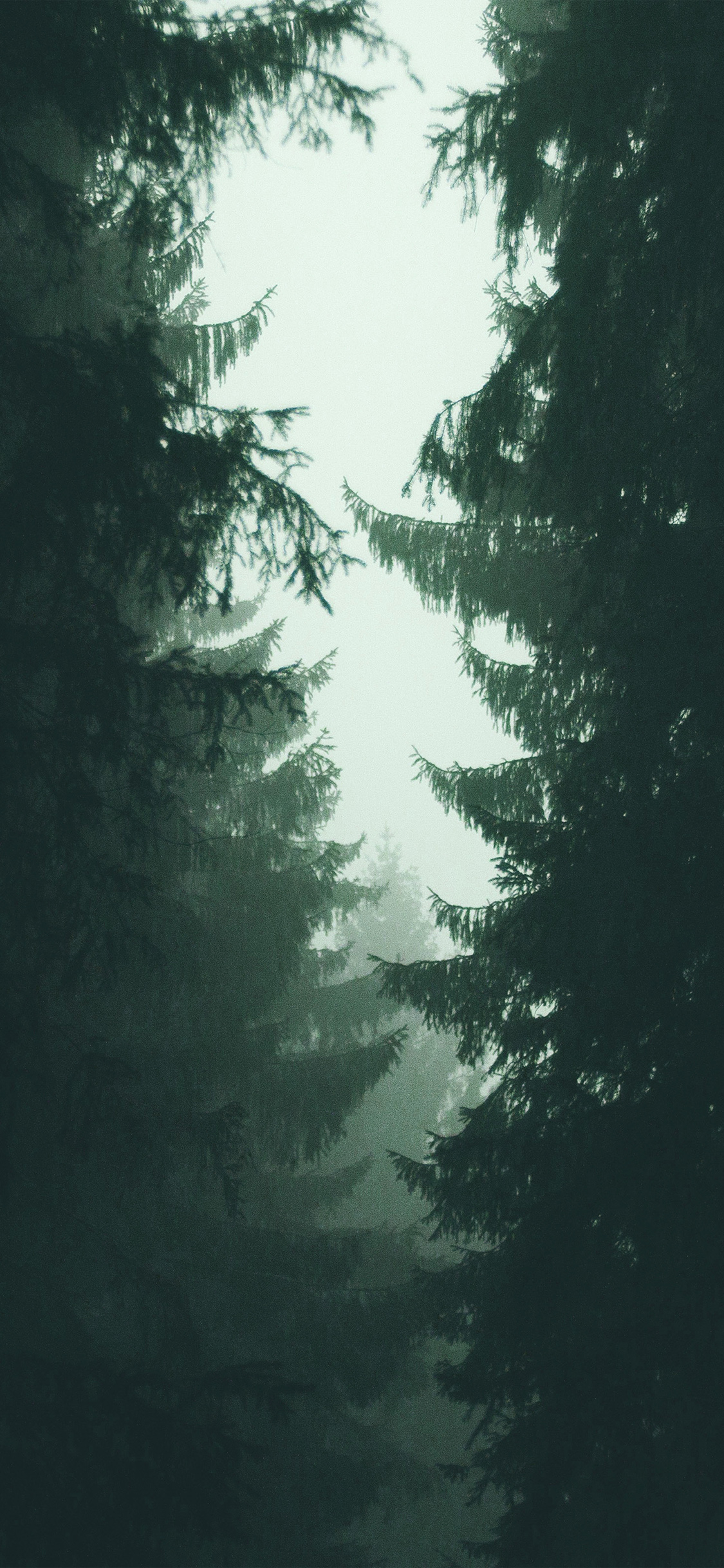 1130x2440 iPhone X wallpaper. wood tree simple nature green, Phone