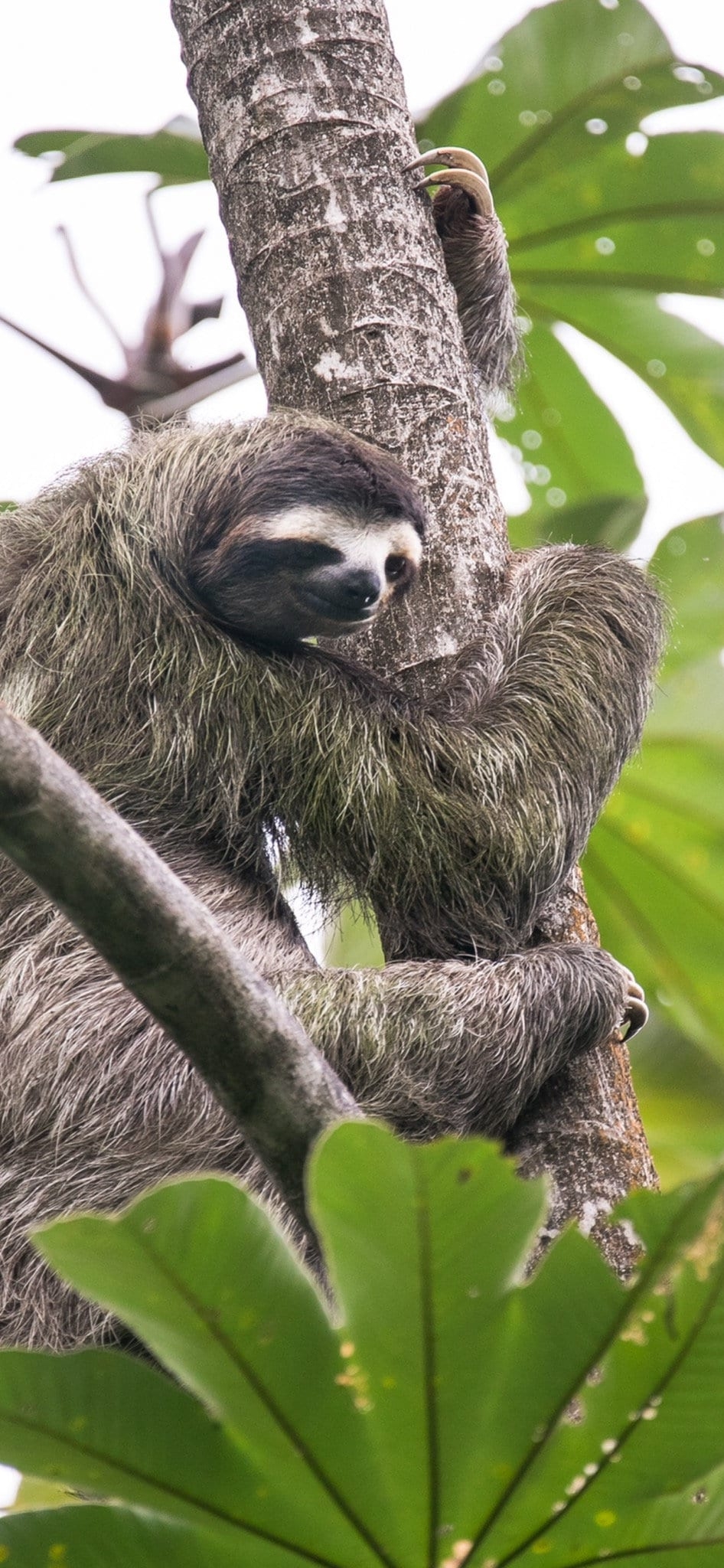 950x2050 Three Toed Sloth Wallpaper, Phone