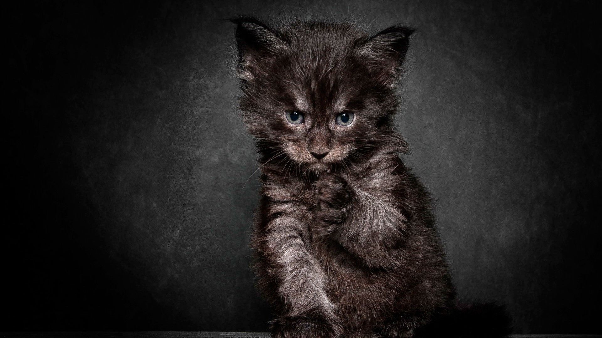 1920x1080 Angry black cat wallpaper and image, picture, photo, Desktop