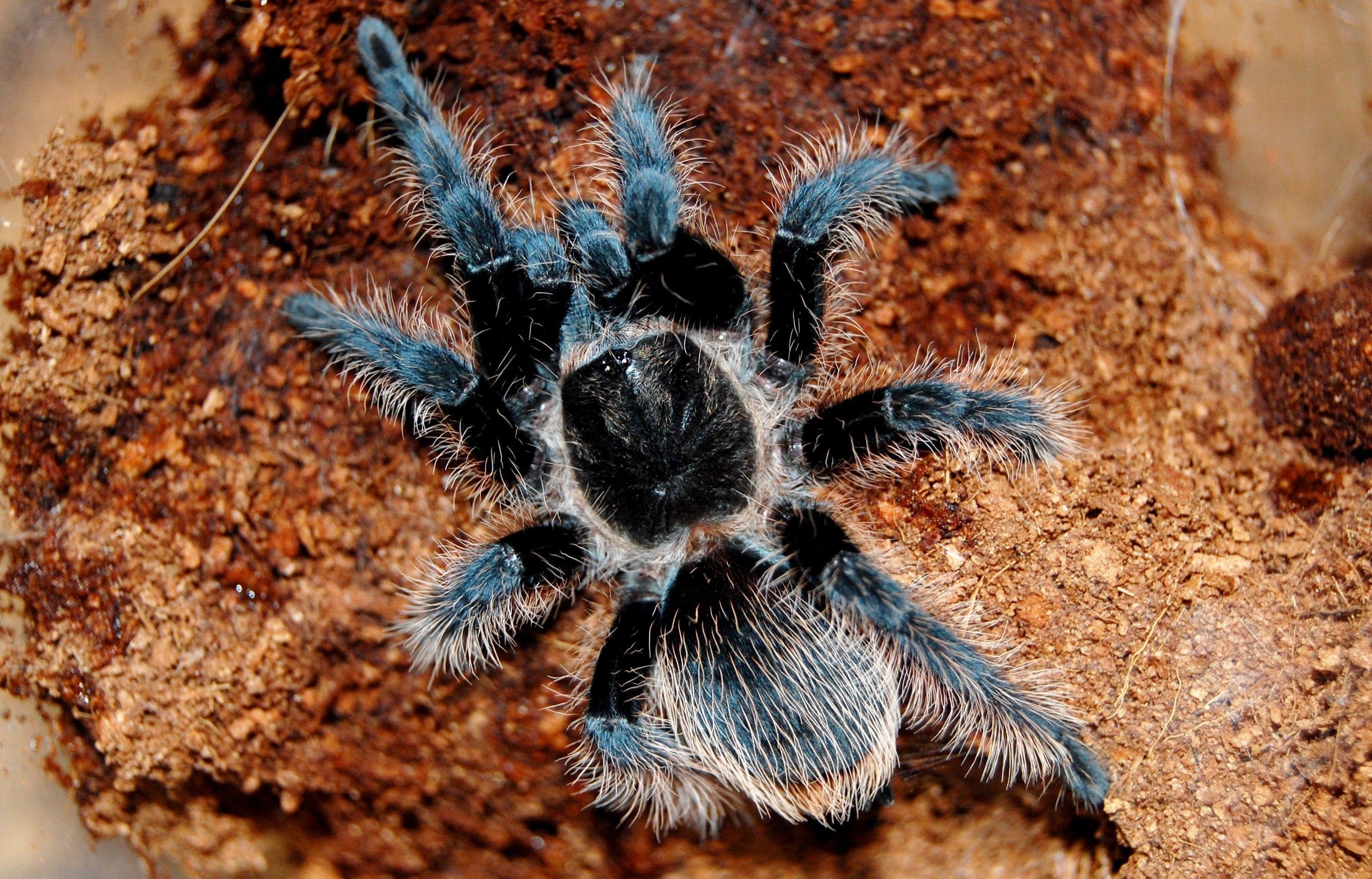 3000x1930 Tarantula Spider Picture, Desktop