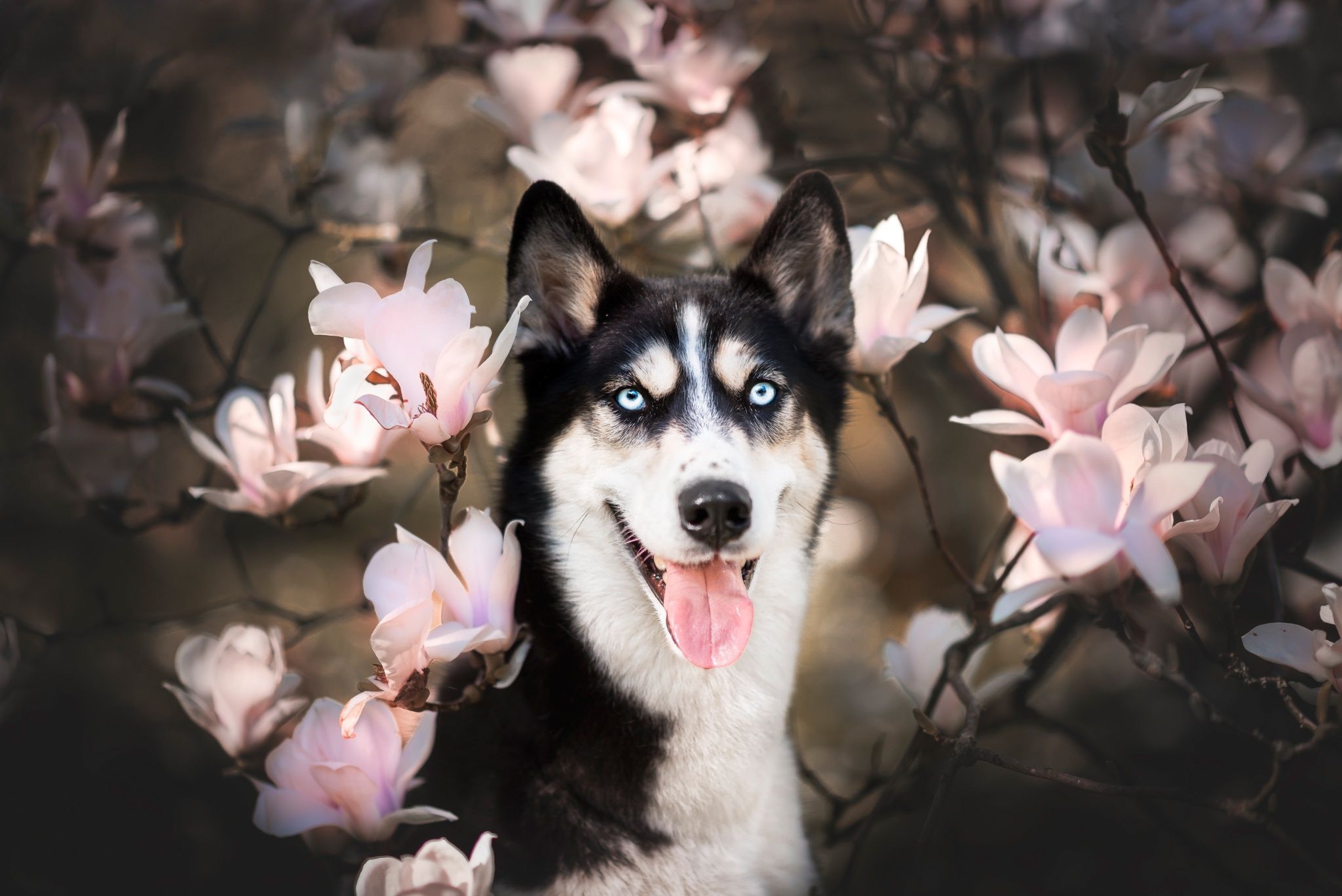 2050x1370 Siberian Husky, Dog, Spring, Pink Flower, Blossom, Pet wallpaper, Desktop