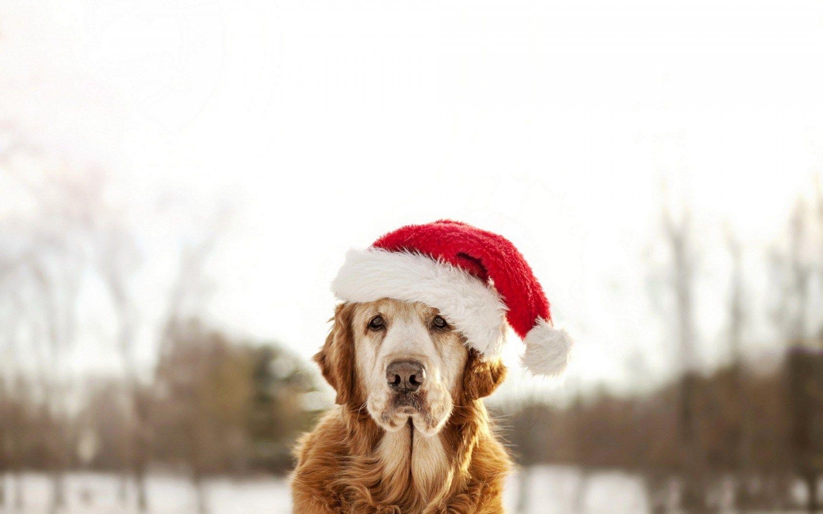 1680x1050 Dog Winter Christmas New Year HD Wallpaper. Best Wallpaper HD Gallery, Desktop