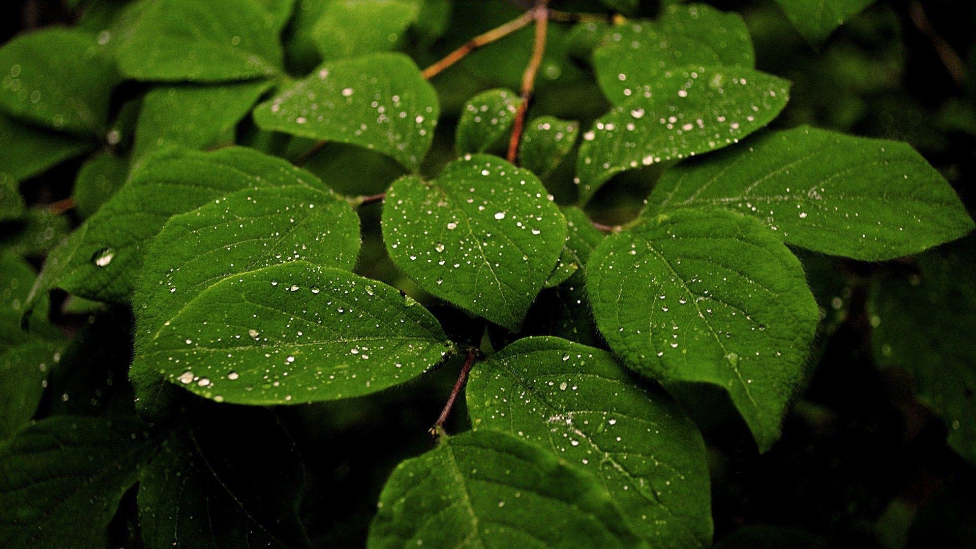 1920x1080 Rain drops on leaves Wallpaper, Desktop