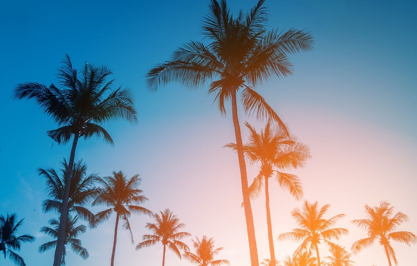 1340x850 Wallpaper beach, summer, the sky, sunset, palm trees, shore, summer, beach, sunset, seascape, beautiful, paradise, palms, tropical image for desktop, section пейзажи, Desktop