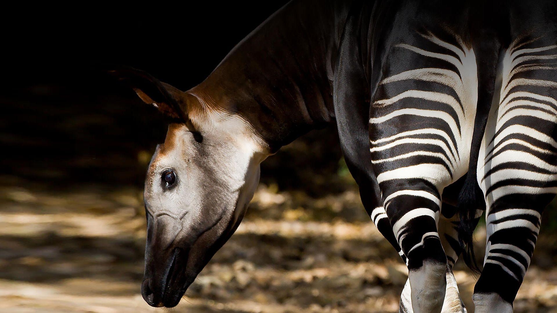 1920x1080 Okapi. San Diego Zoo Animals & Plants, Desktop