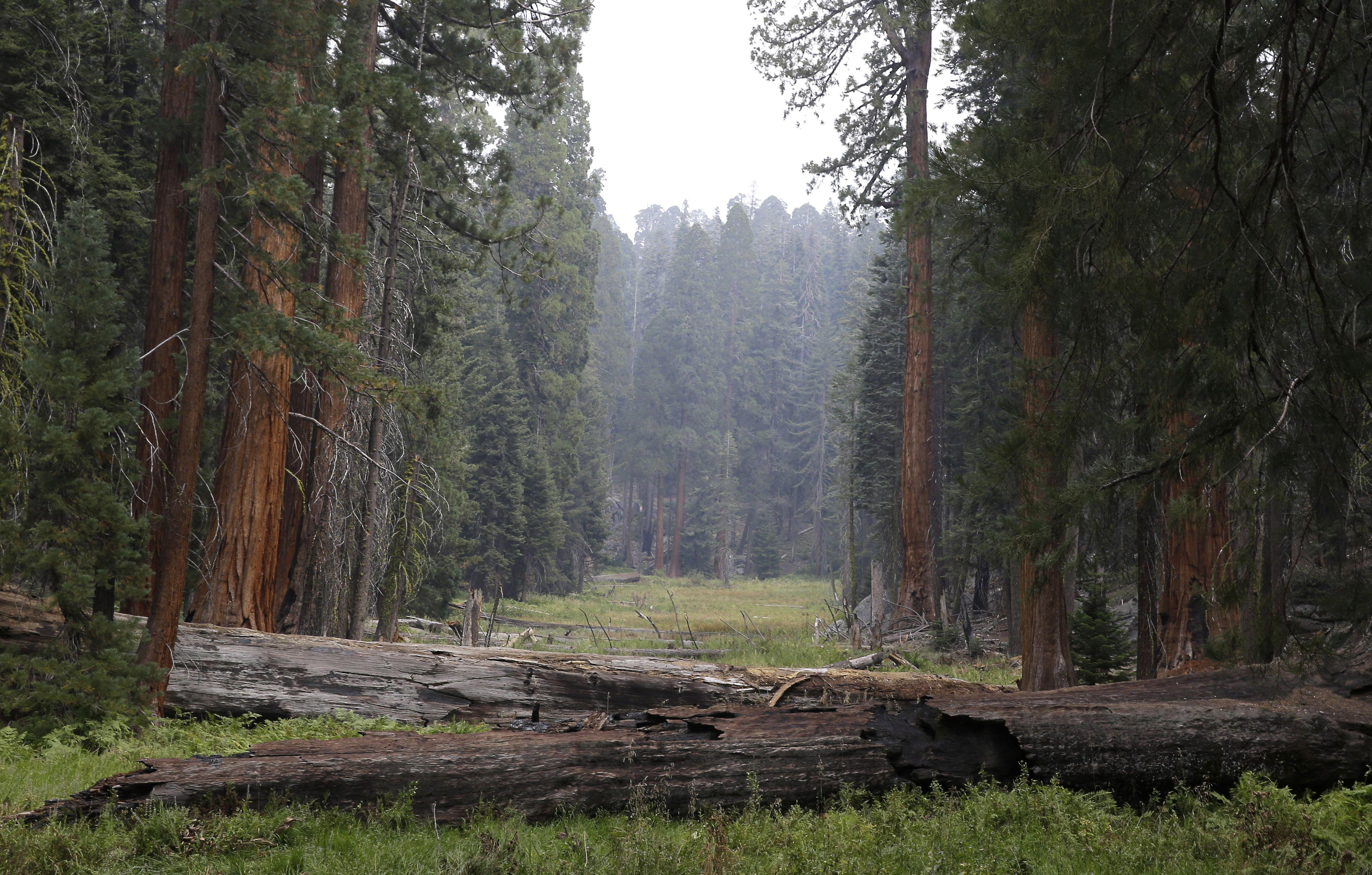 4730x3020 Sequoia National Park Wallpaper High Quality, Desktop