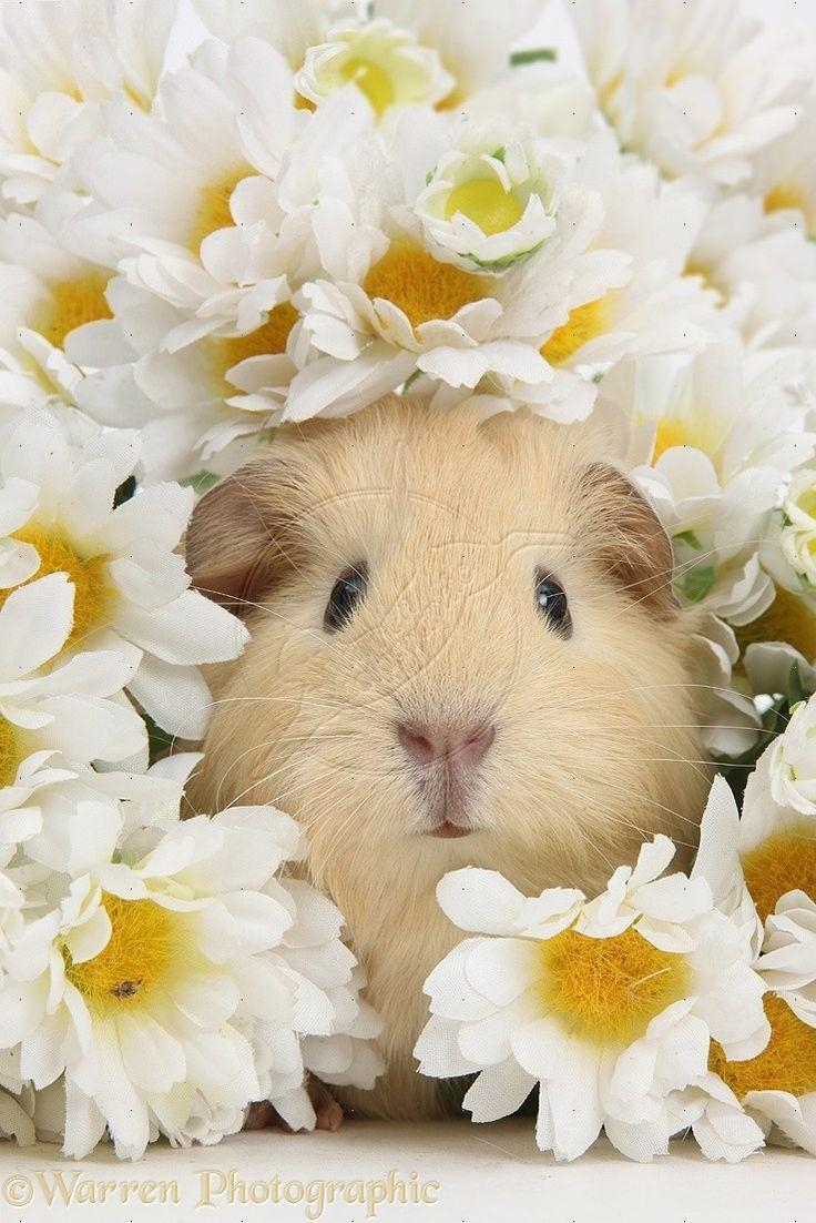 740x1110 best image about Guinea Pig love, Phone