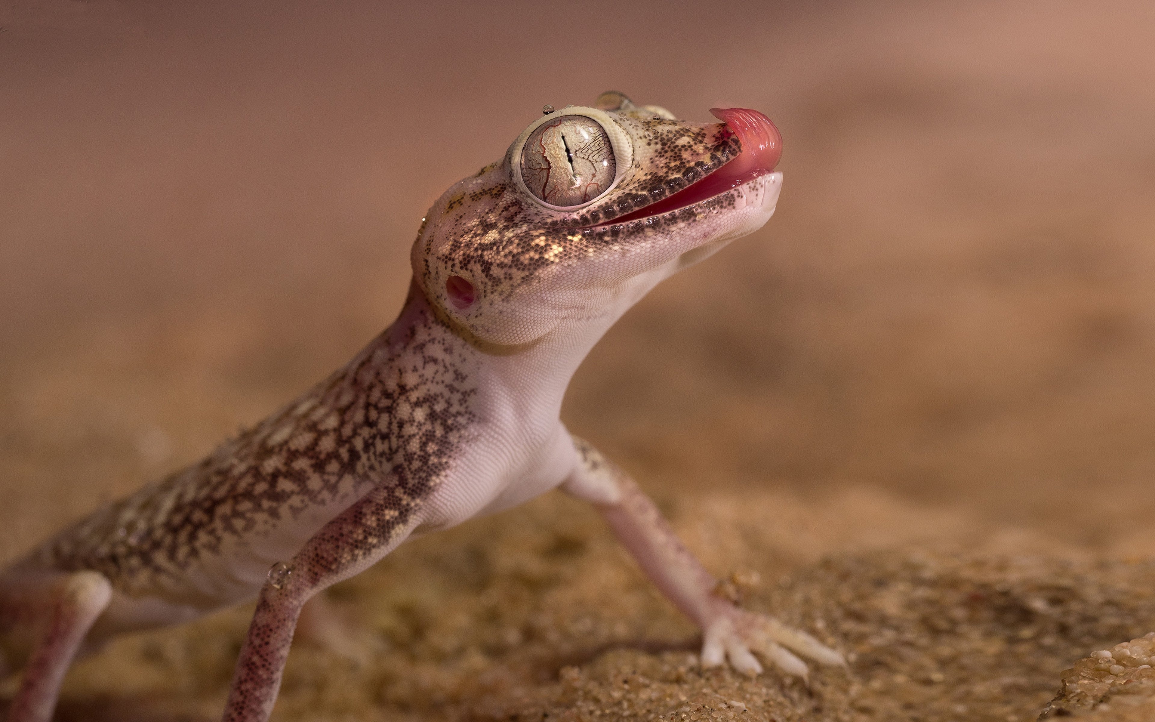 3840x2400 Gecko Reptile Lizards Belong To The Infraorder Gekkota With, Desktop