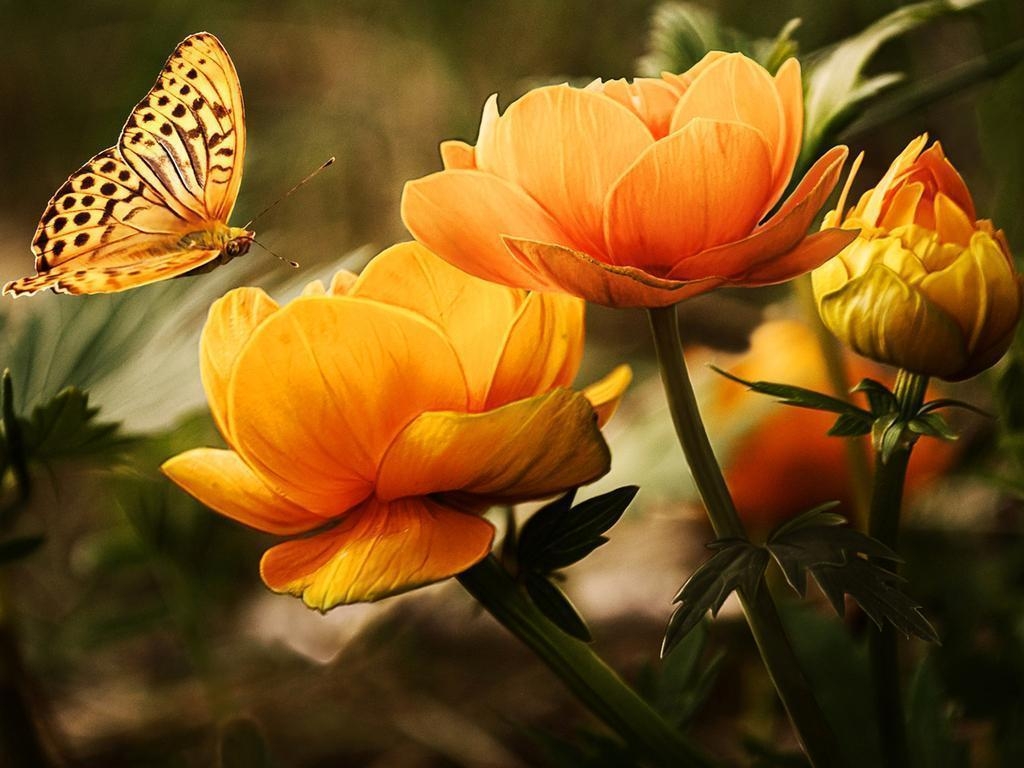 1030x770 Butterfly Wallpaper, Desktop