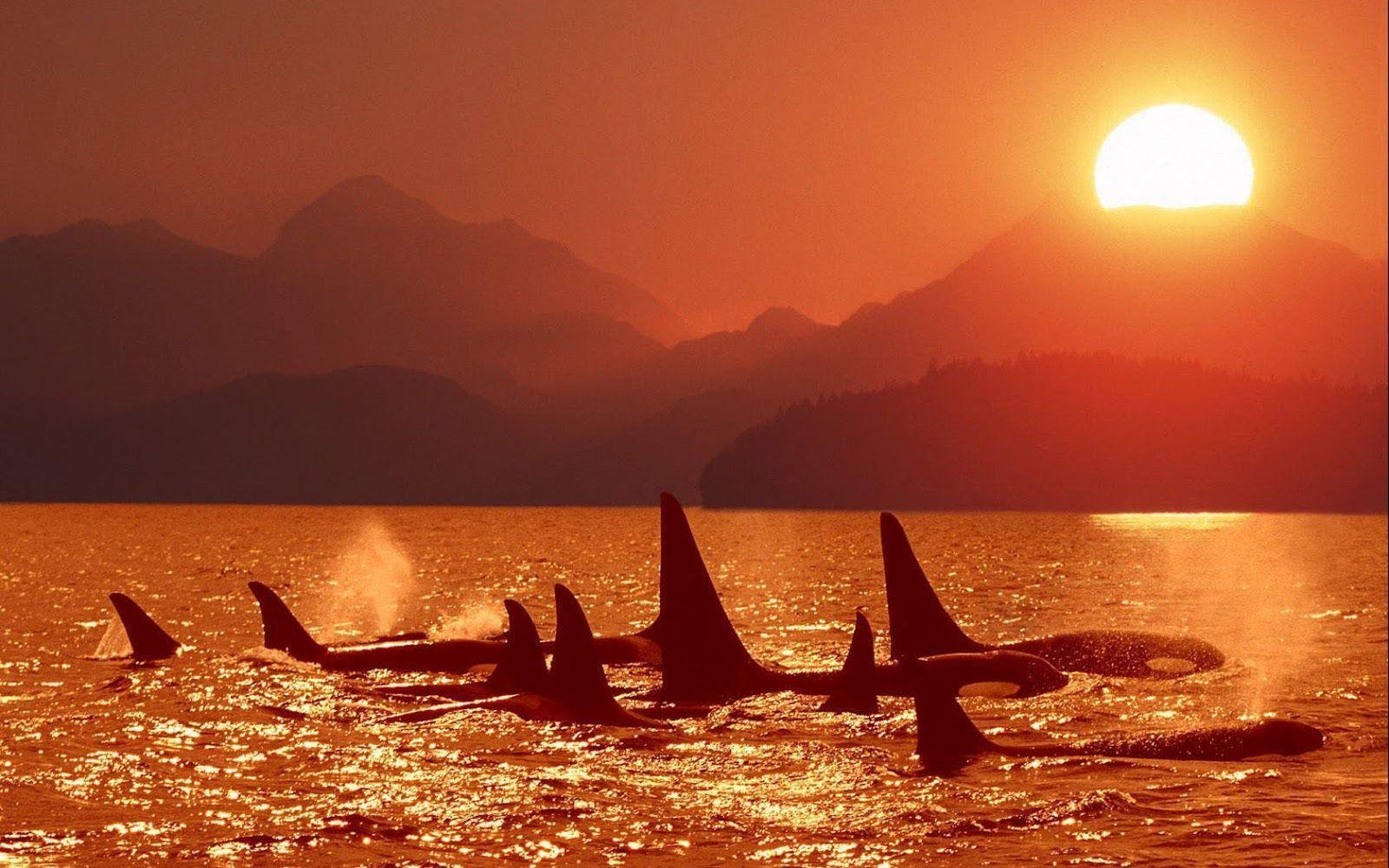 1600x1000 Killer Whales Wallpaper Image & Picture, Desktop