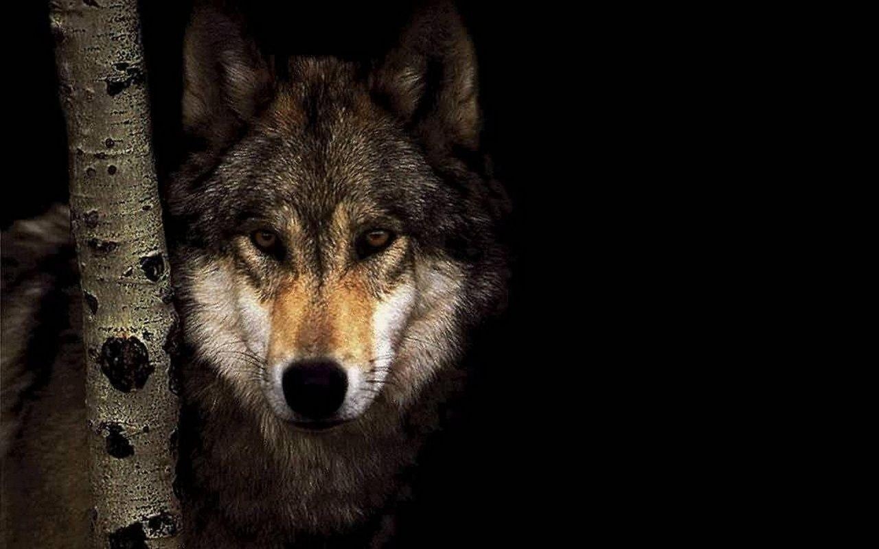 1280x800 Animals For > Cool Black Wolf Background, Desktop