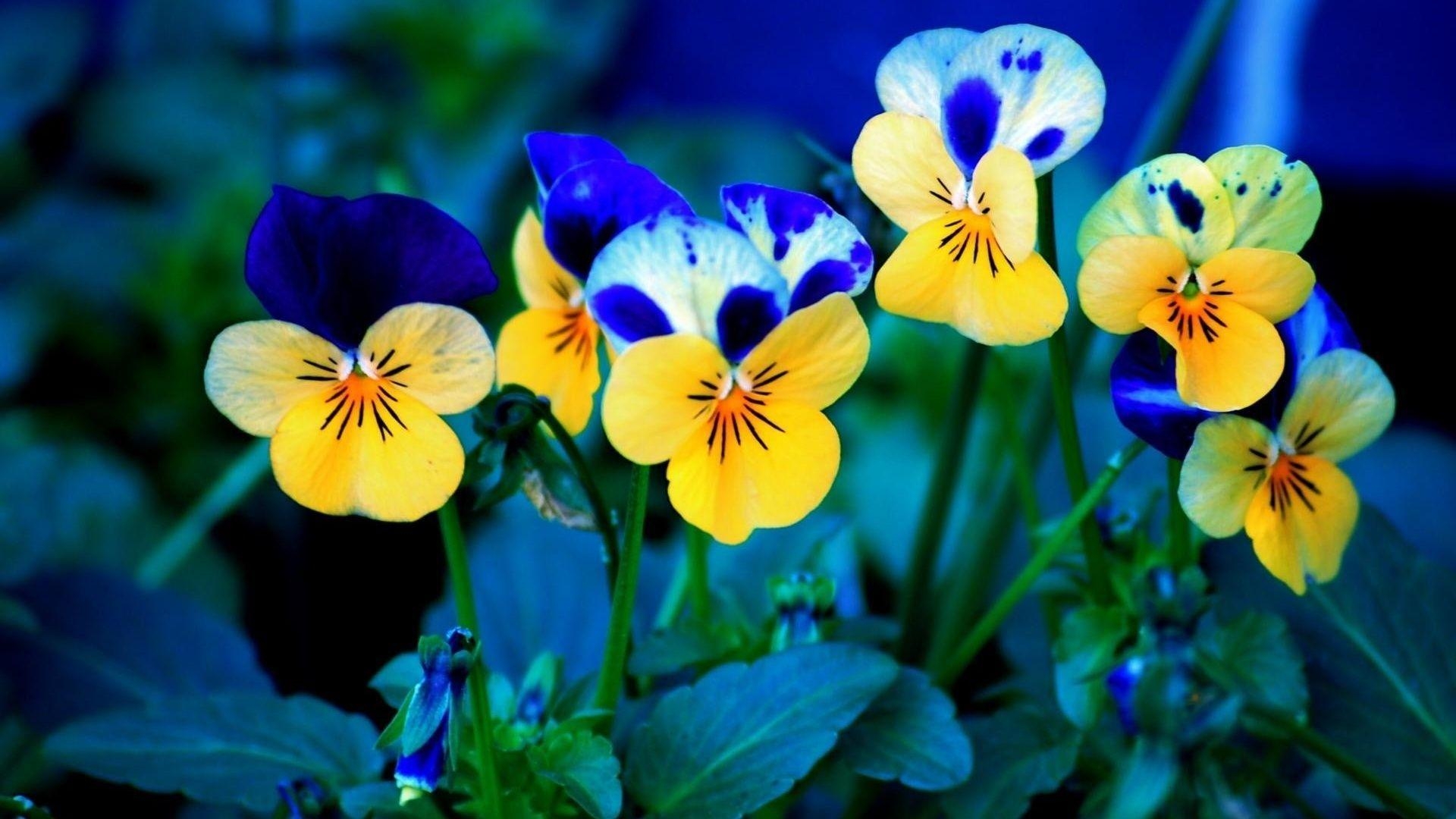 1920x1080 Download Amazing Spring Flowers Image 17541  px High, Desktop