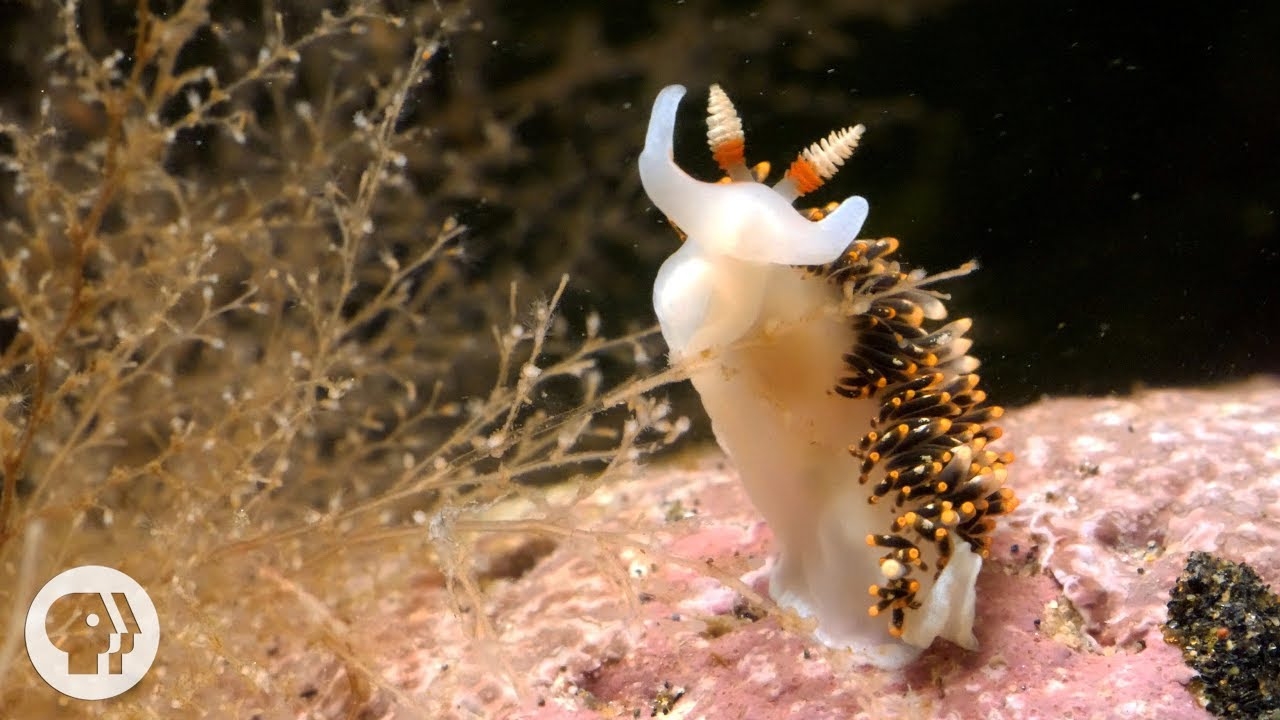 1280x720 These Sneaky Sea Slugs Paralyze Their Predators With Stolen “Weapons”, Desktop