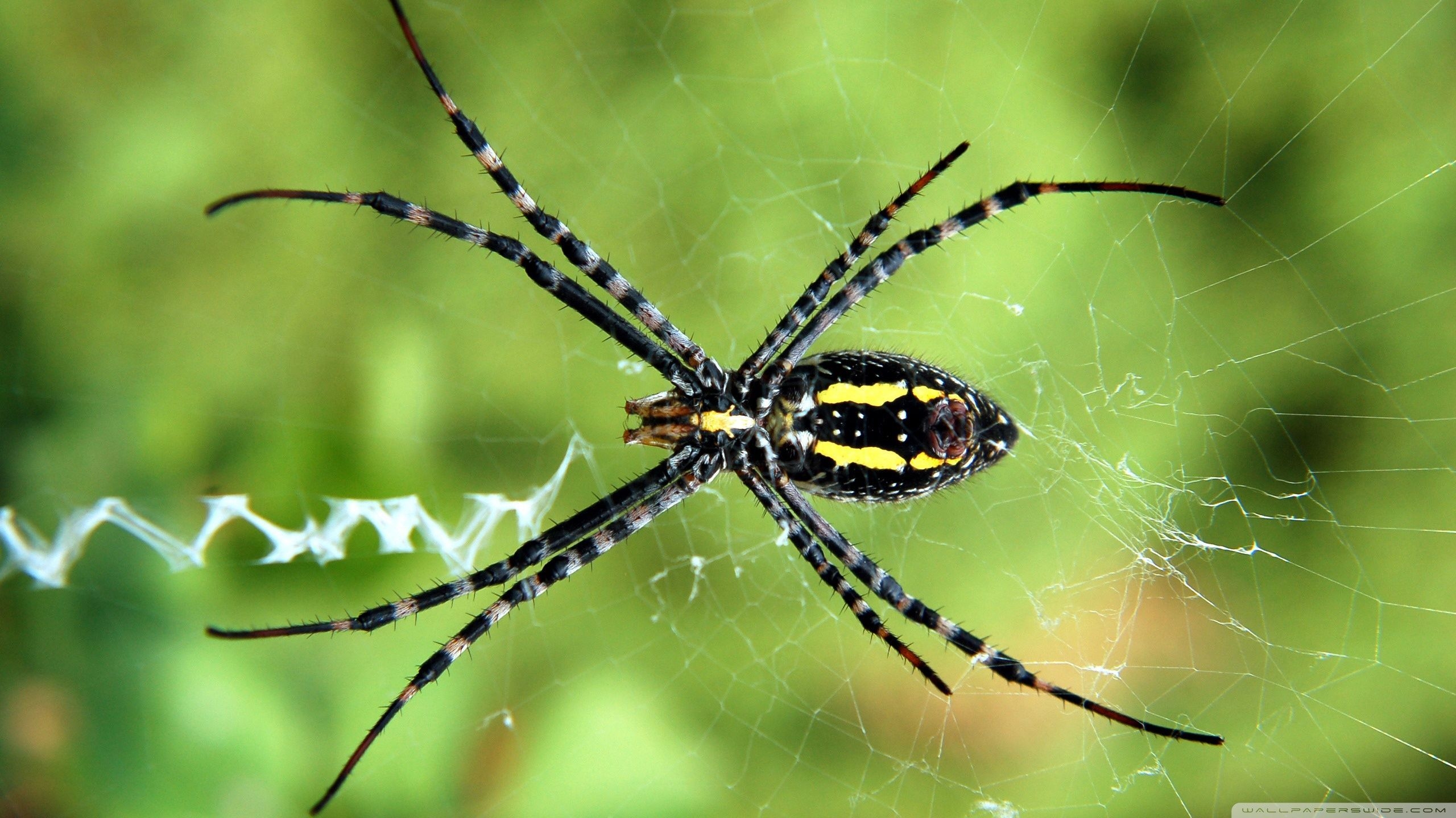 2560x1440 Spider HD Wallpaper Free Spider HD Background, Desktop